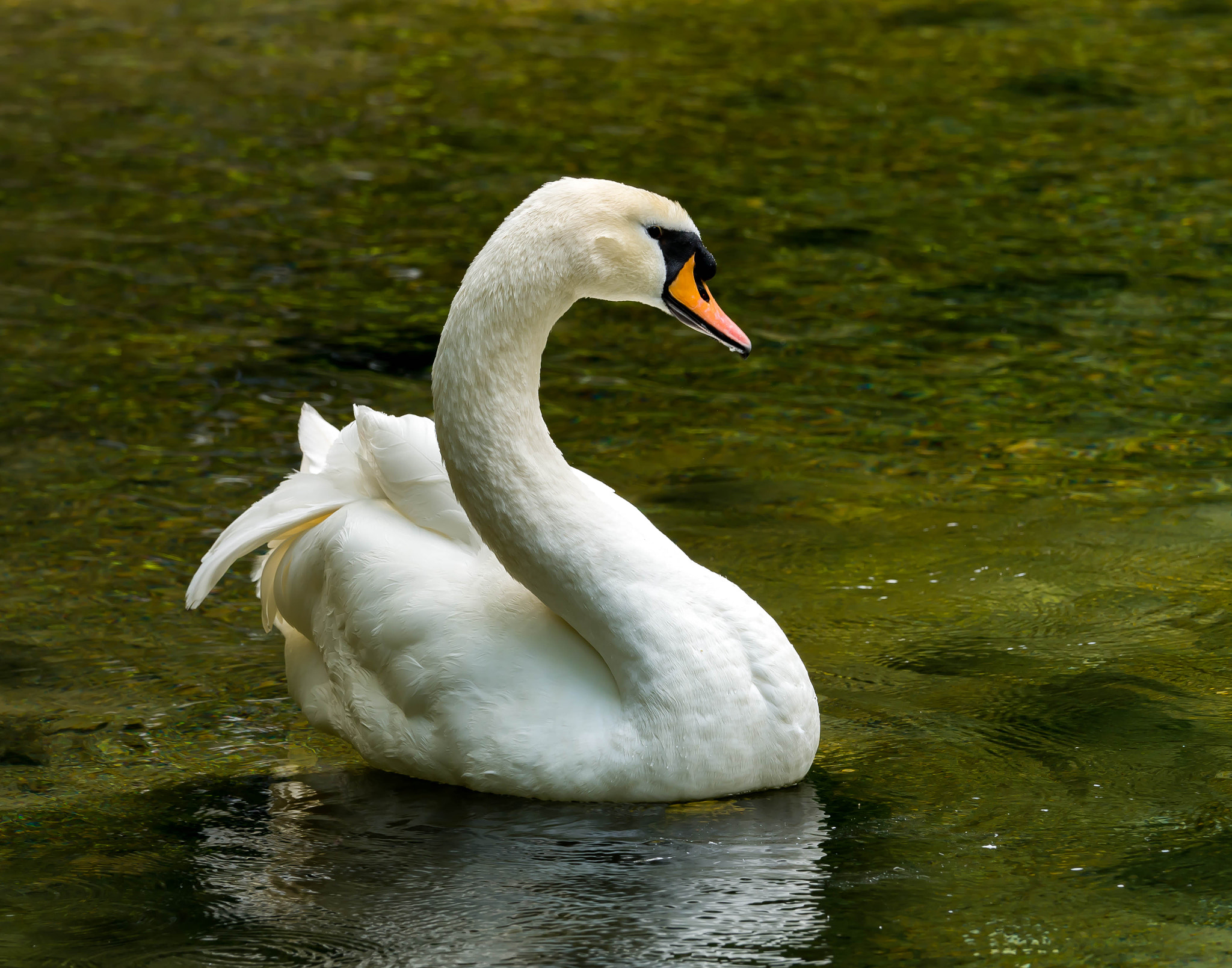 Olympus OM-D E-M10 + Olympus M.Zuiko Digital ED 40-150mm F2.8 Pro sample photo. Swan in the spring of the river bosnia 3 photography