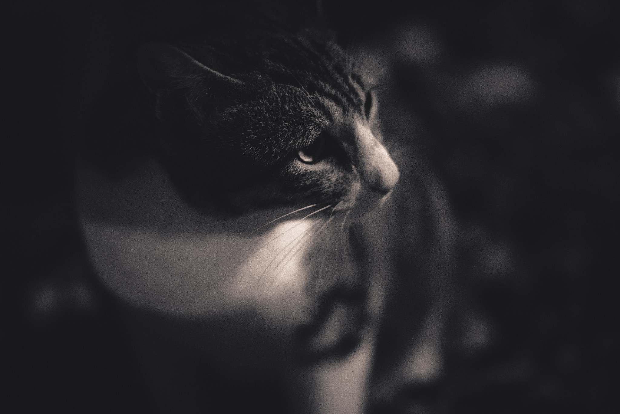 Minolta AF 100mm F2.8 Macro [New] sample photo. Stray cat photography