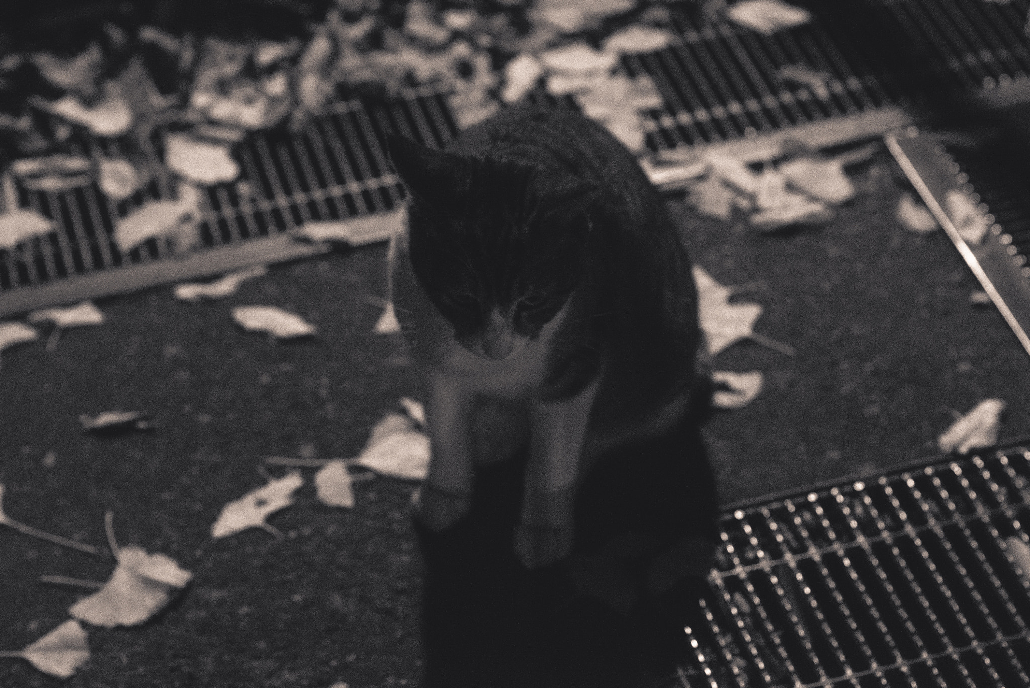 Minolta AF 100mm F2.8 Macro [New] sample photo. Stray cat photography