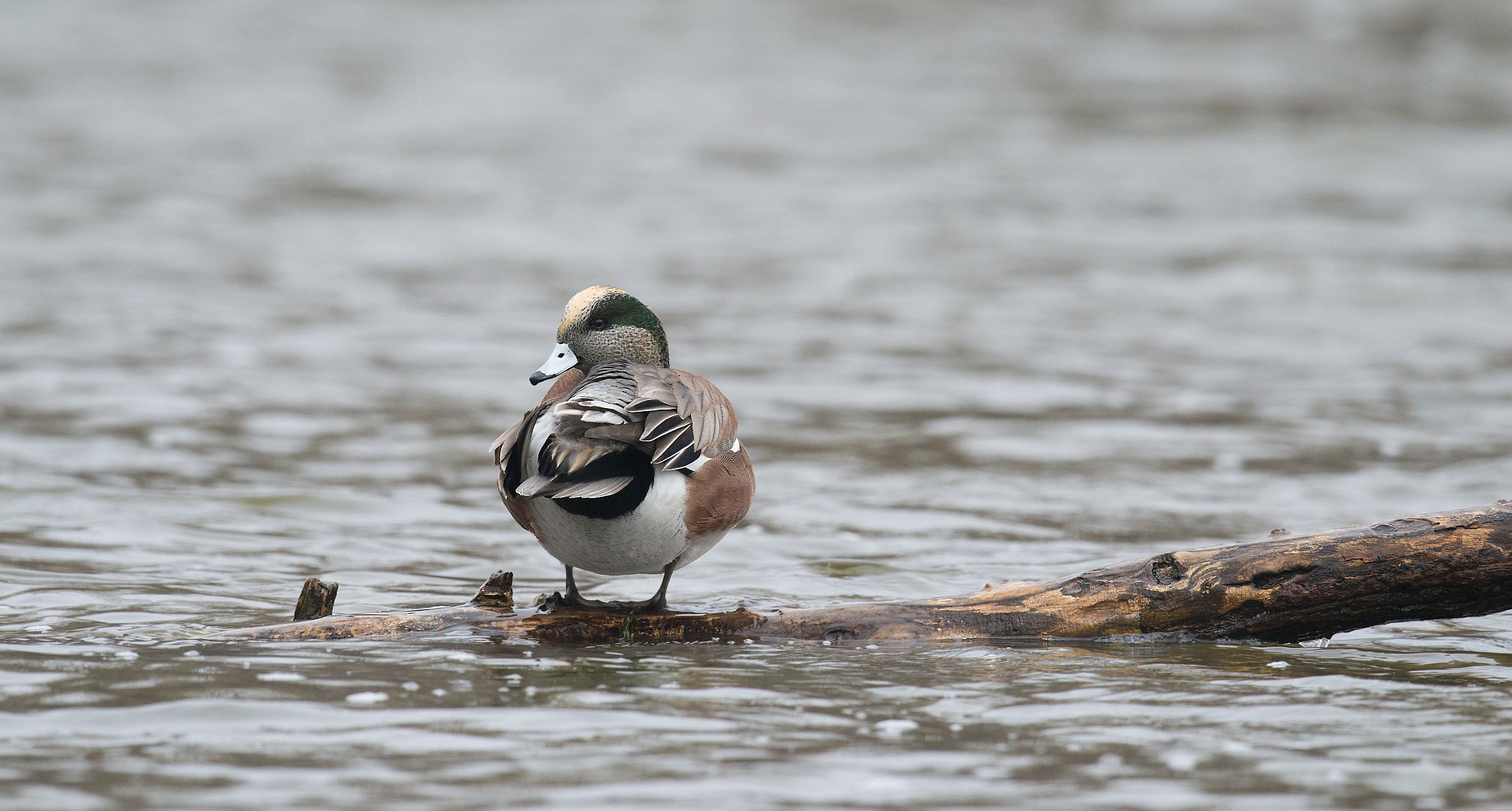 Nikon D4 + Sigma 24-60mm F2.8 EX DG sample photo. Canard d'amerique, anas americana, american wigeon photography