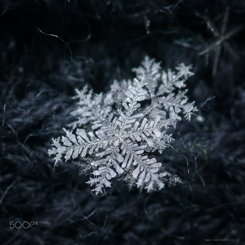 Minolta AF 100mm F2.8 Macro [New] sample photo. Snow photography