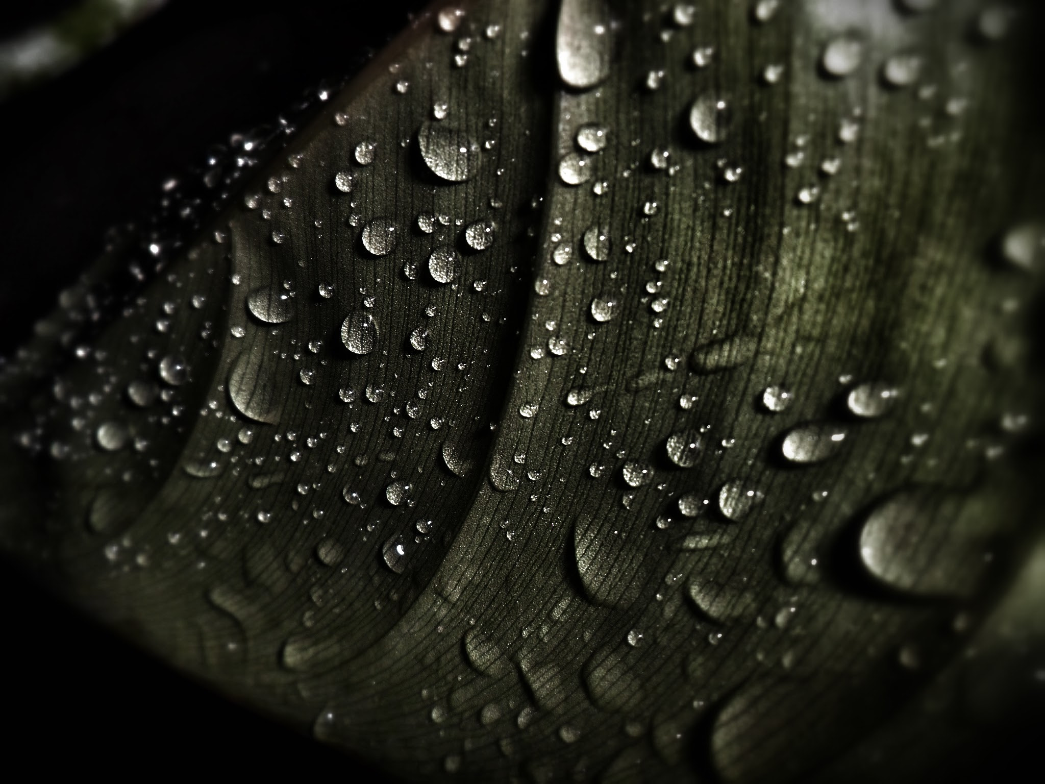 Samsung PL20,PL21 / VLUU PL20,PL21 sample photo. Rain drop photography