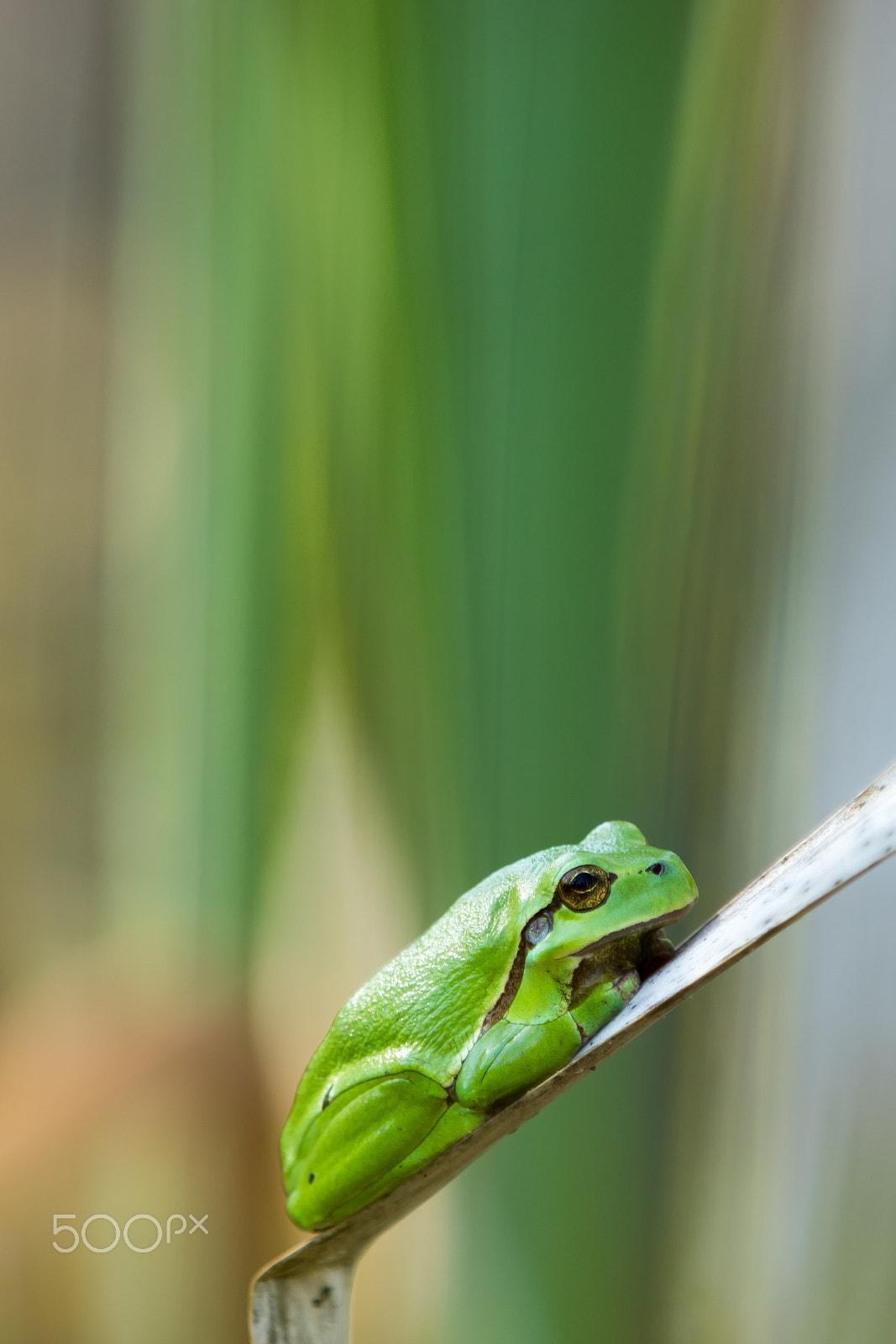 Canon EF 70-200mm F2.8L IS II USM sample photo. Tree frog photography