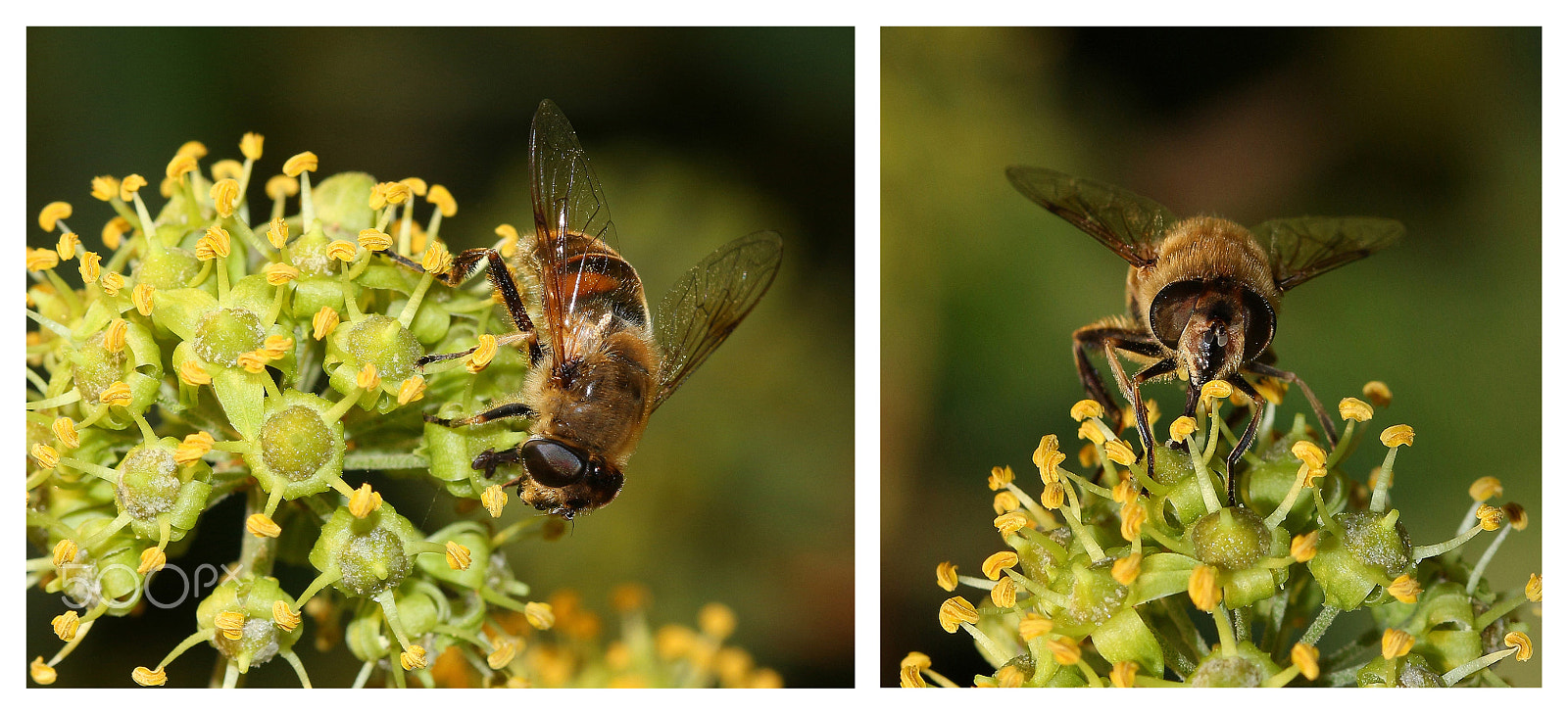 Canon EOS 100D (EOS Rebel SL1 / EOS Kiss X7) + Canon EF 100mm F2.8 Macro USM sample photo. Bees photography