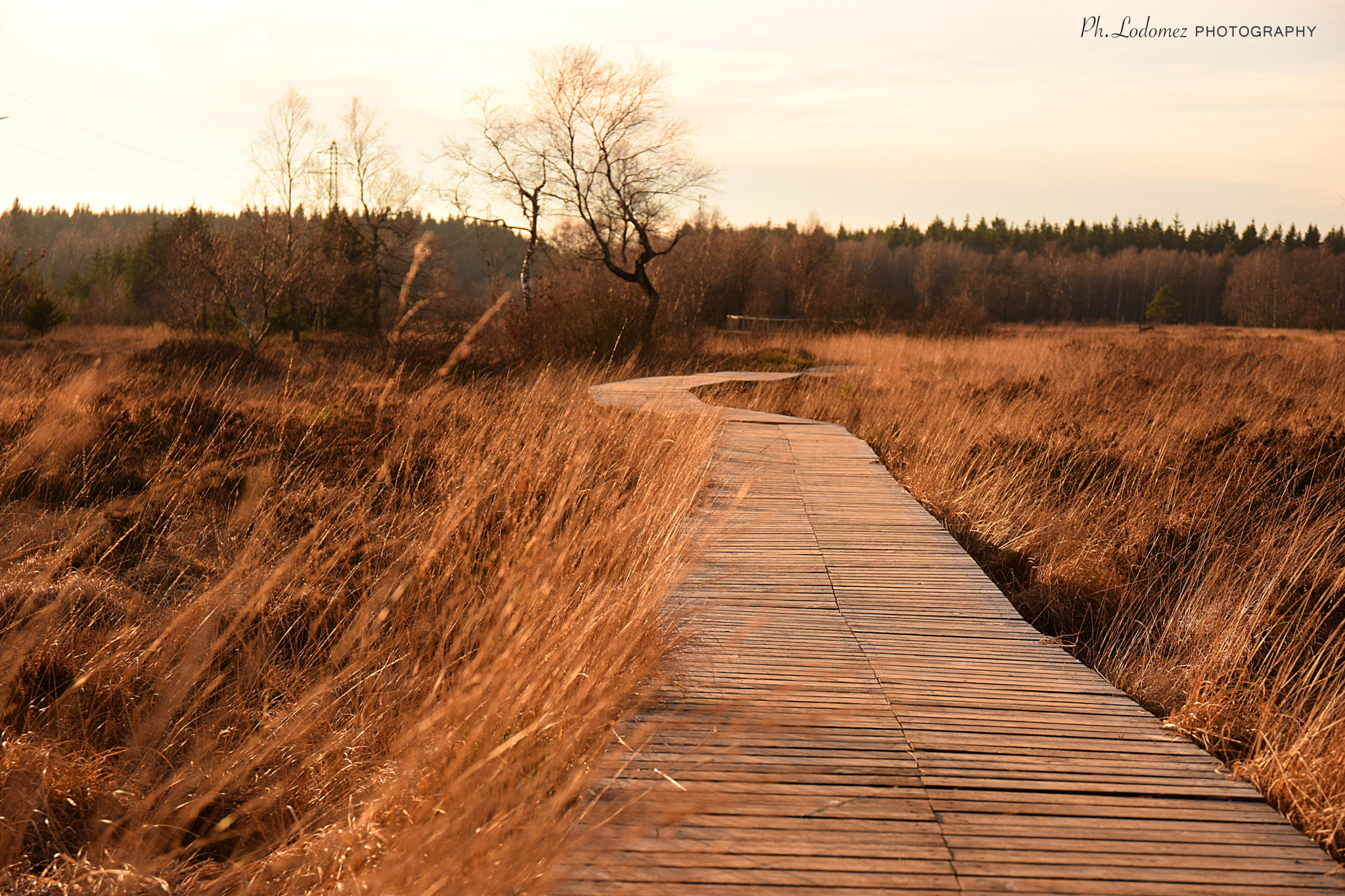 Sigma 17-70mm F2.8-4 DC Macro OS HSM | C sample photo. The way photography
