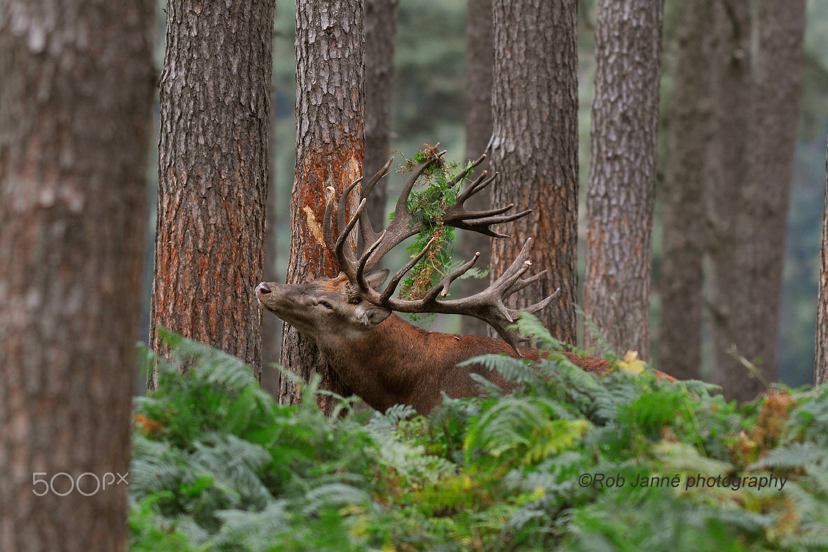 Nikon D300 + Nikkor 500mm f/4 P ED IF sample photo. Scratching photography