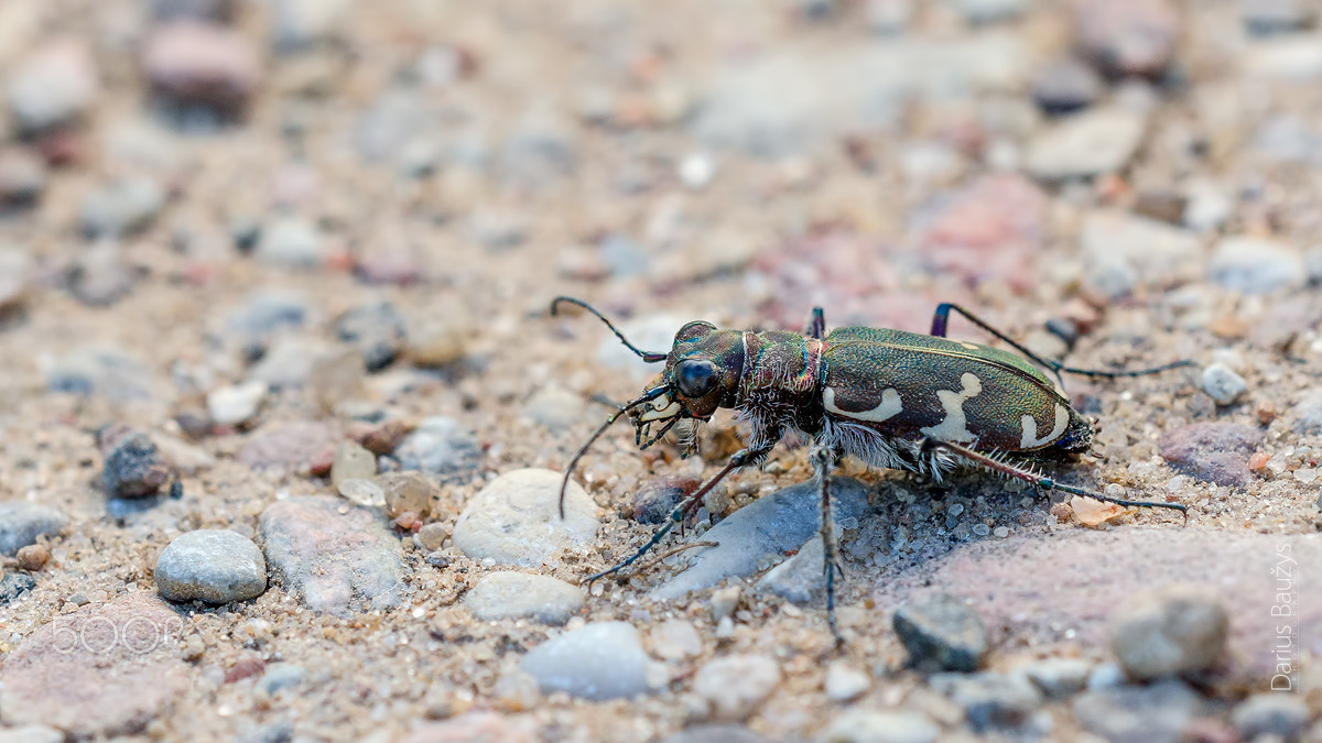 Sigma 150mm F2.8 EX DG OS Macro HSM sample photo. Alone photography