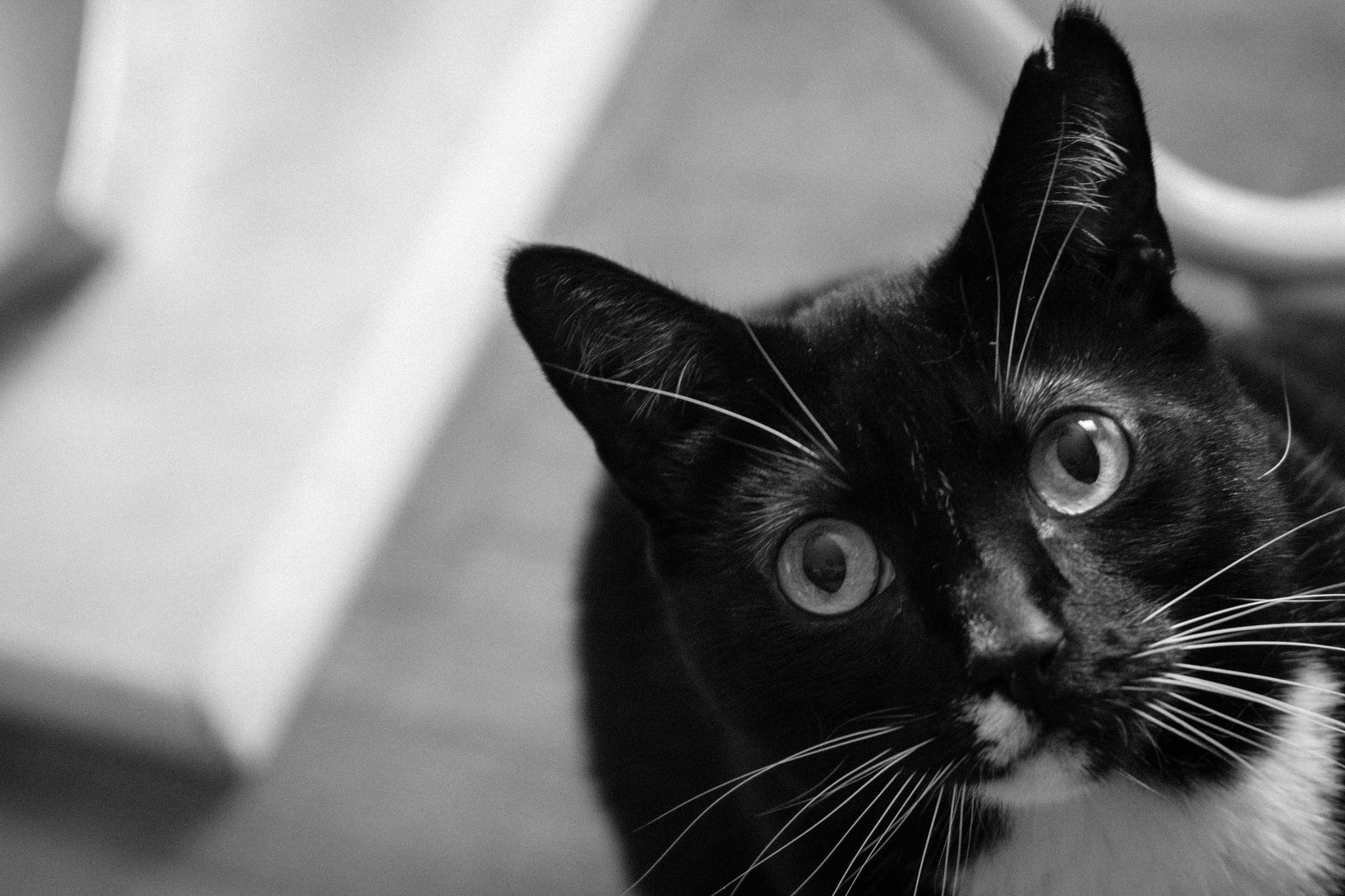 Canon EOS 1200D (EOS Rebel T5 / EOS Kiss X70 / EOS Hi) sample photo. Dizzy kitty photography
