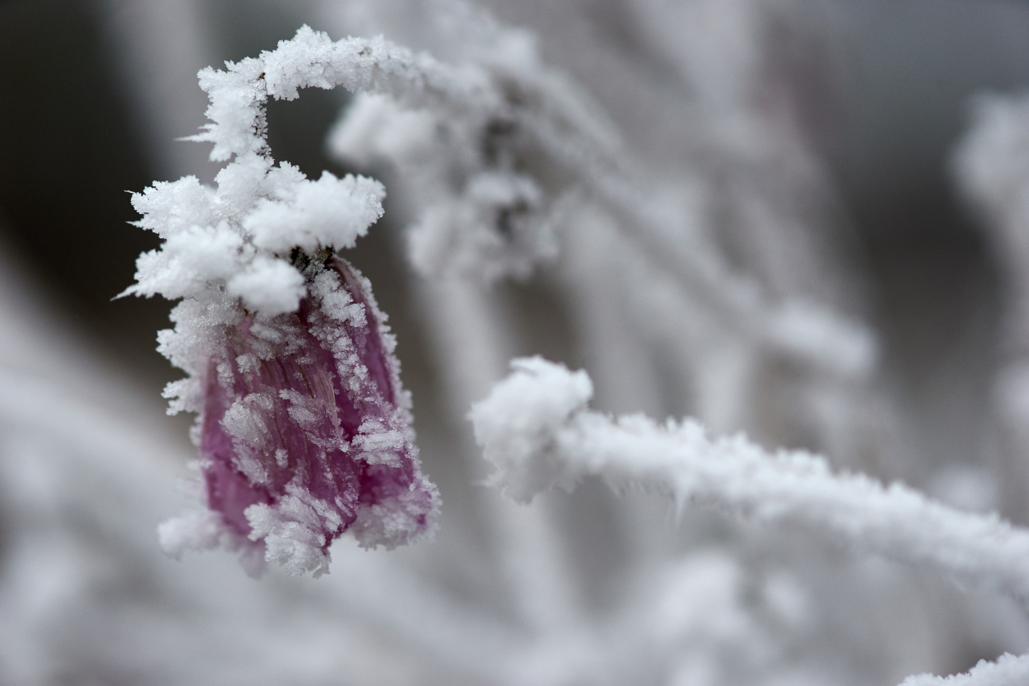 Sony a7 II + Tamron SP AF 90mm F2.8 Di Macro sample photo. Winter memories.. photography