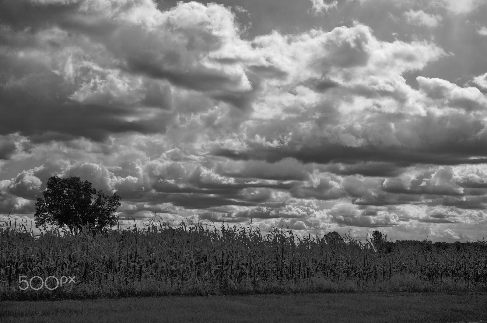 24-70mm F2.8 sample photo. 23478417219.jpg photography