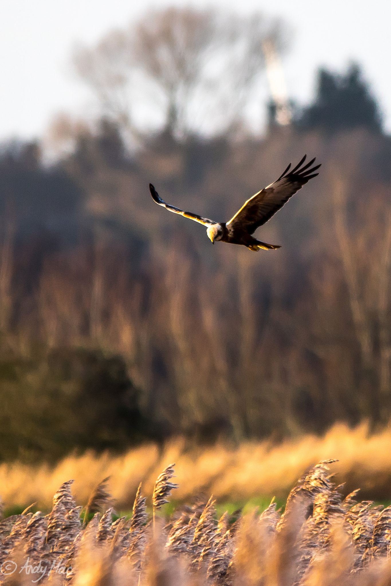 Sigma 150-500mm F5-6.3 DG OS HSM sample photo. Marsh harrier photography