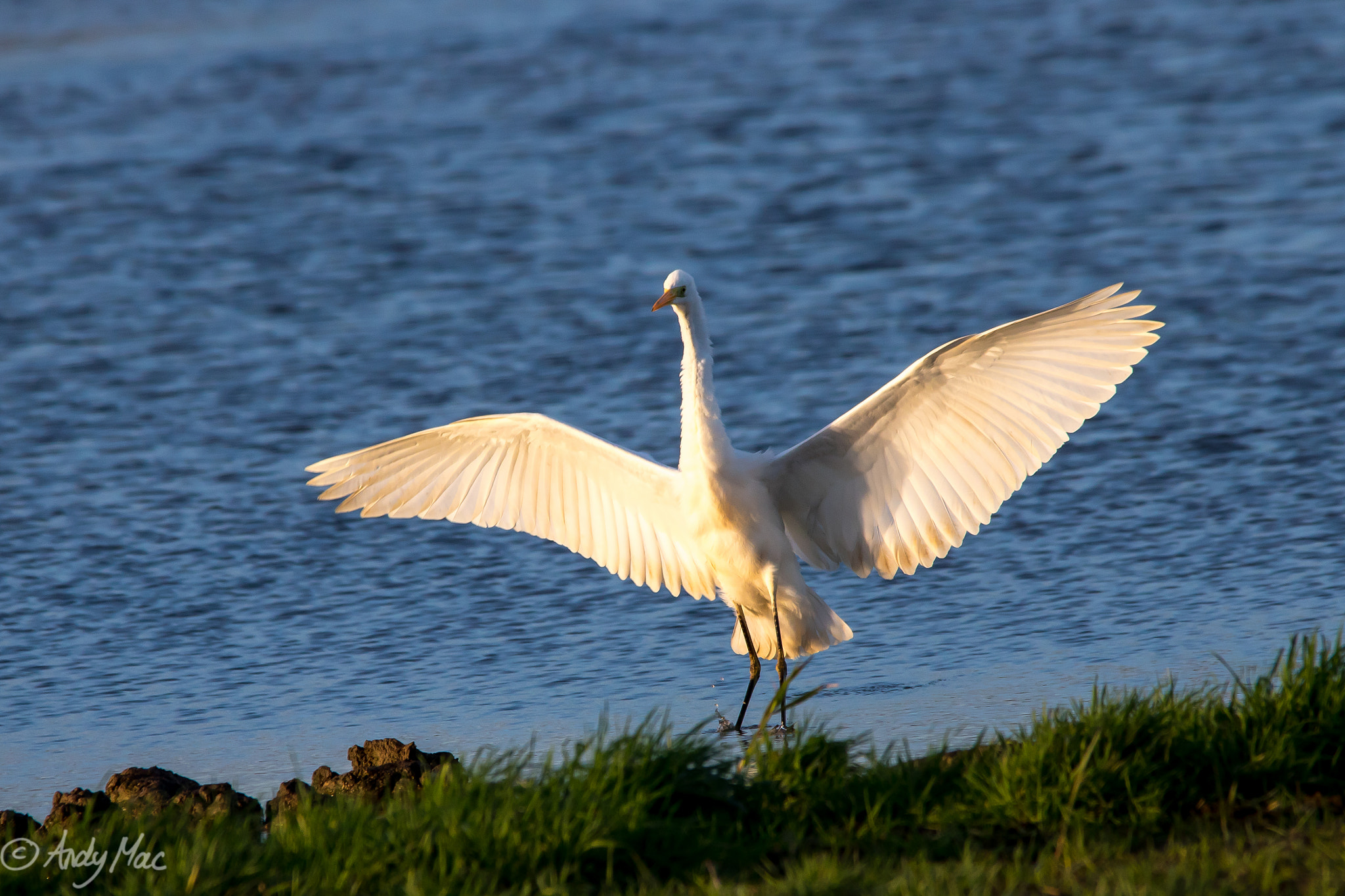 Canon EOS 750D (EOS Rebel T6i / EOS Kiss X8i) + Sigma 150-500mm F5-6.3 DG OS HSM sample photo. Great egret photography