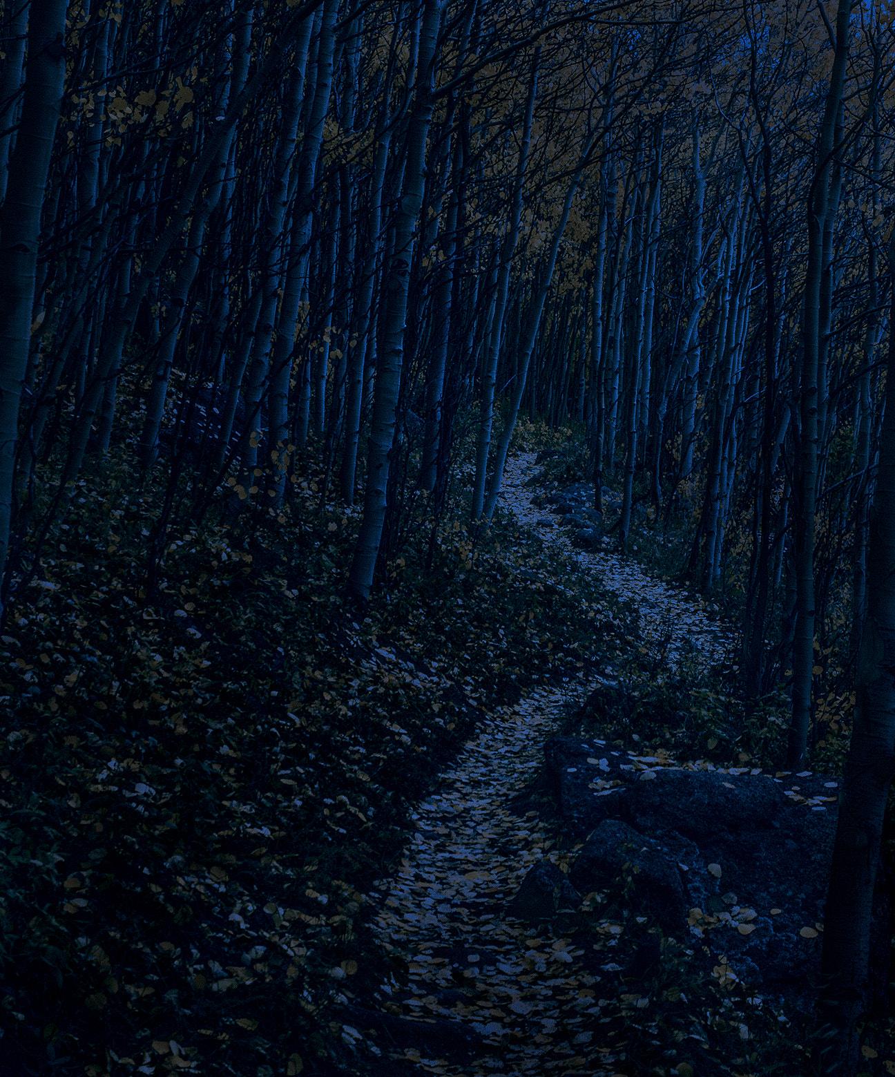 AF Zoom-Nikkor 28-105mm f/3.5-4.5D IF sample photo. Left hand path photography