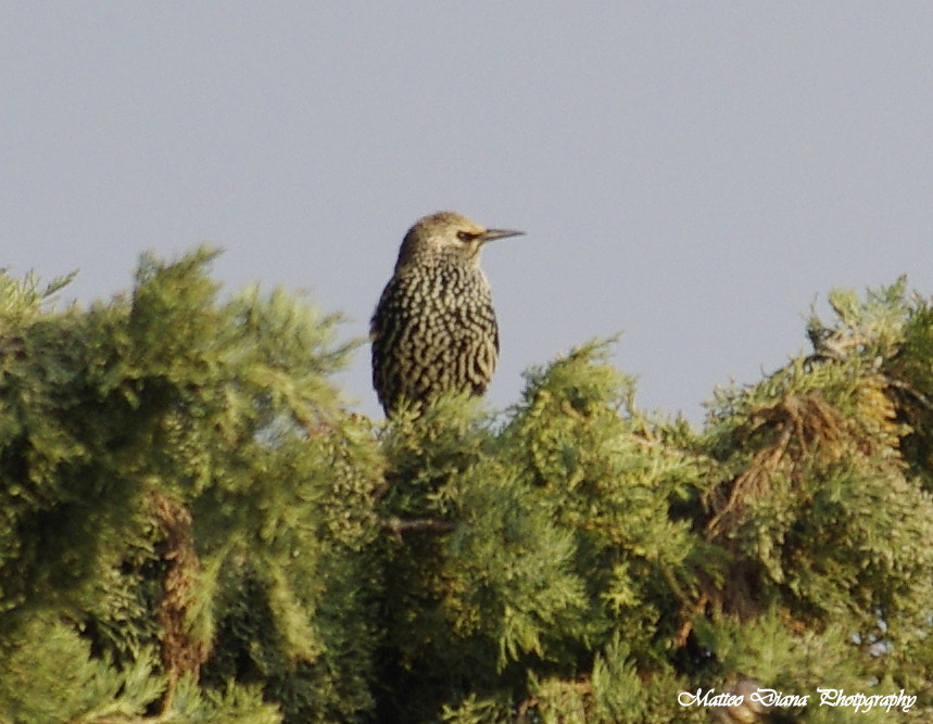 smc PENTAX-DA L 50-200mm F4-5.6 ED sample photo. Storno comune (sturnus vulgaris linnaeus, 1758) photography