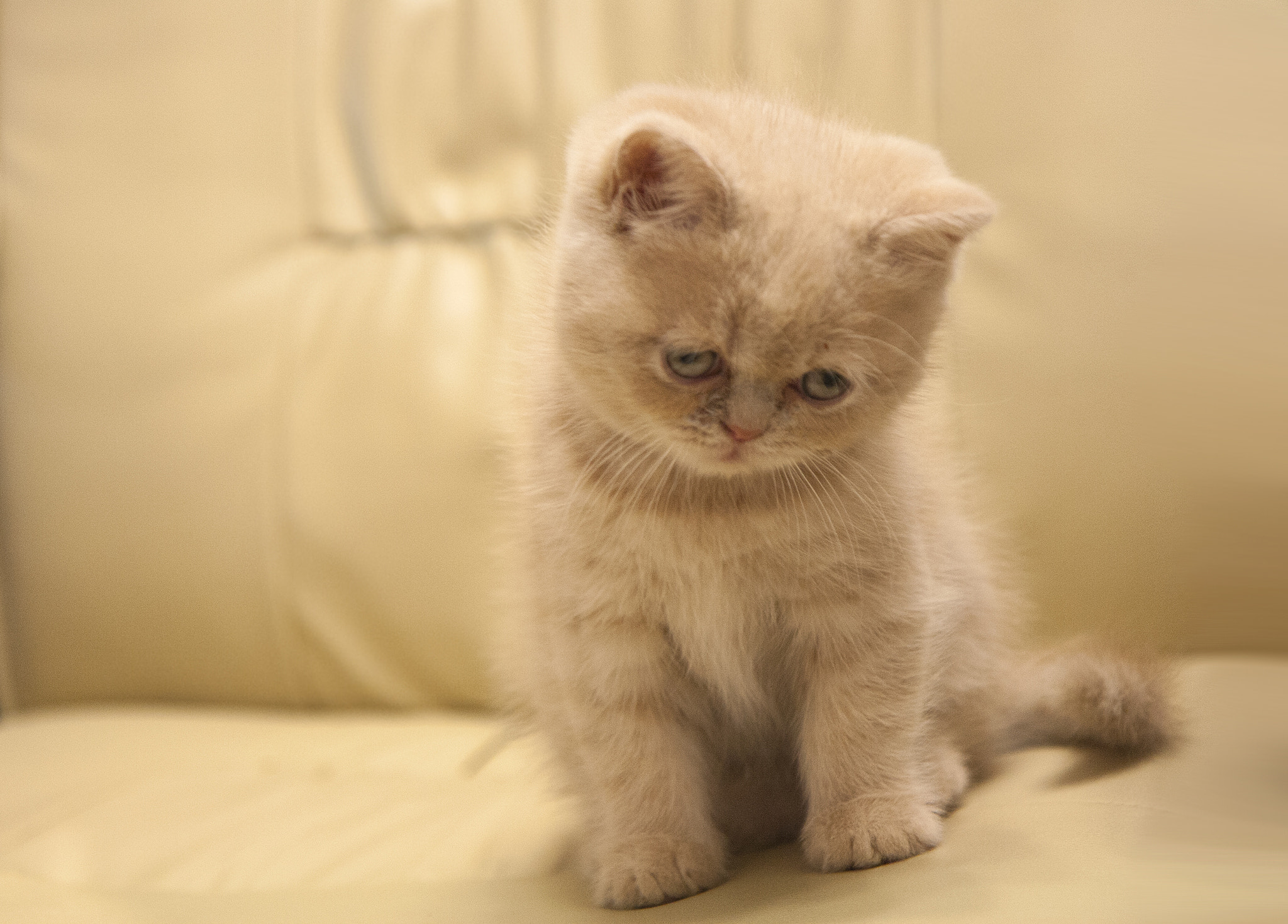 Canon EF-S 17-55mm F2.8 IS USM sample photo. Beige kitten photography