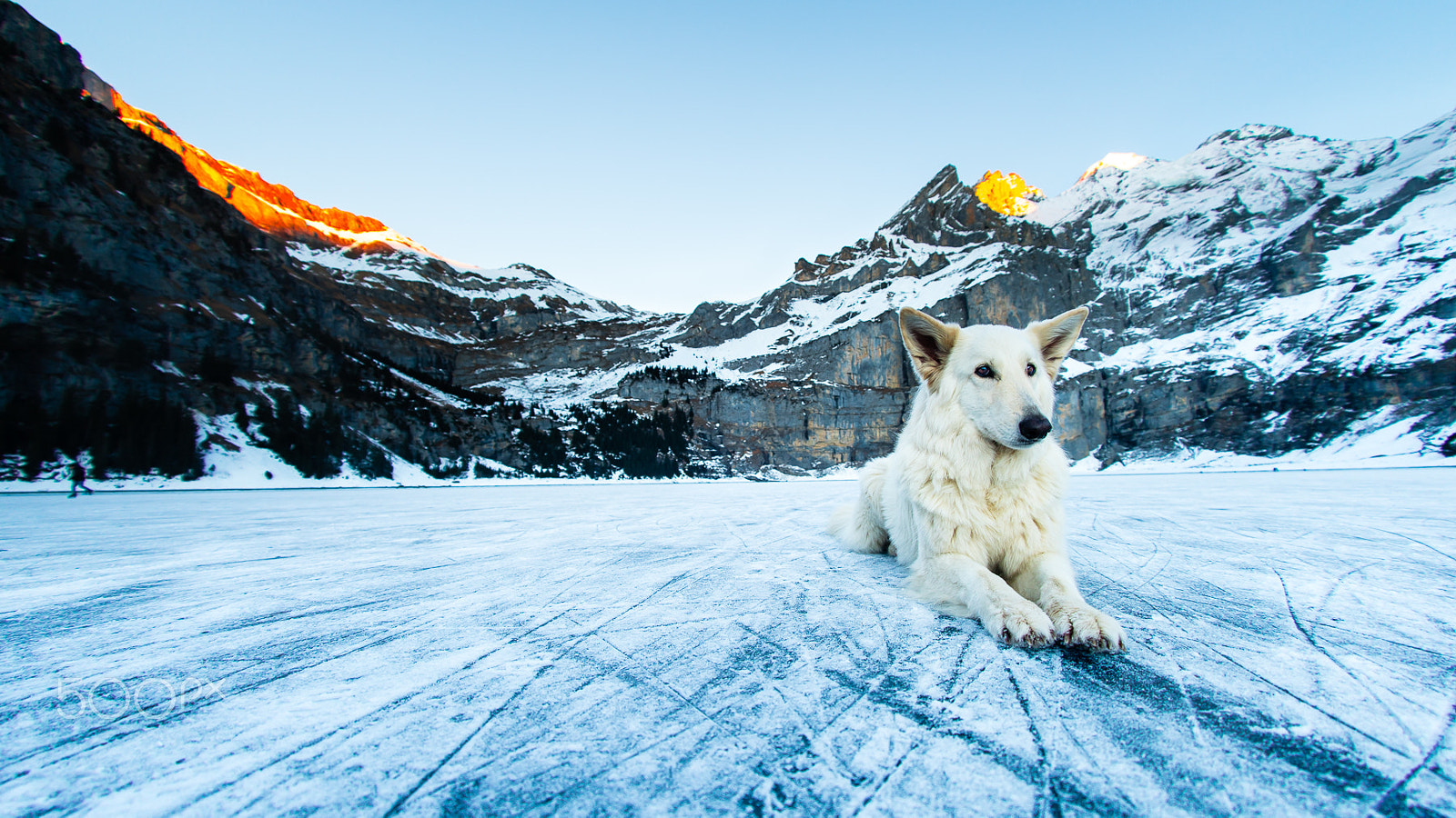 Sony a7R II + Sony 16mm F2.8 Fisheye sample photo. Laya the icebear photography