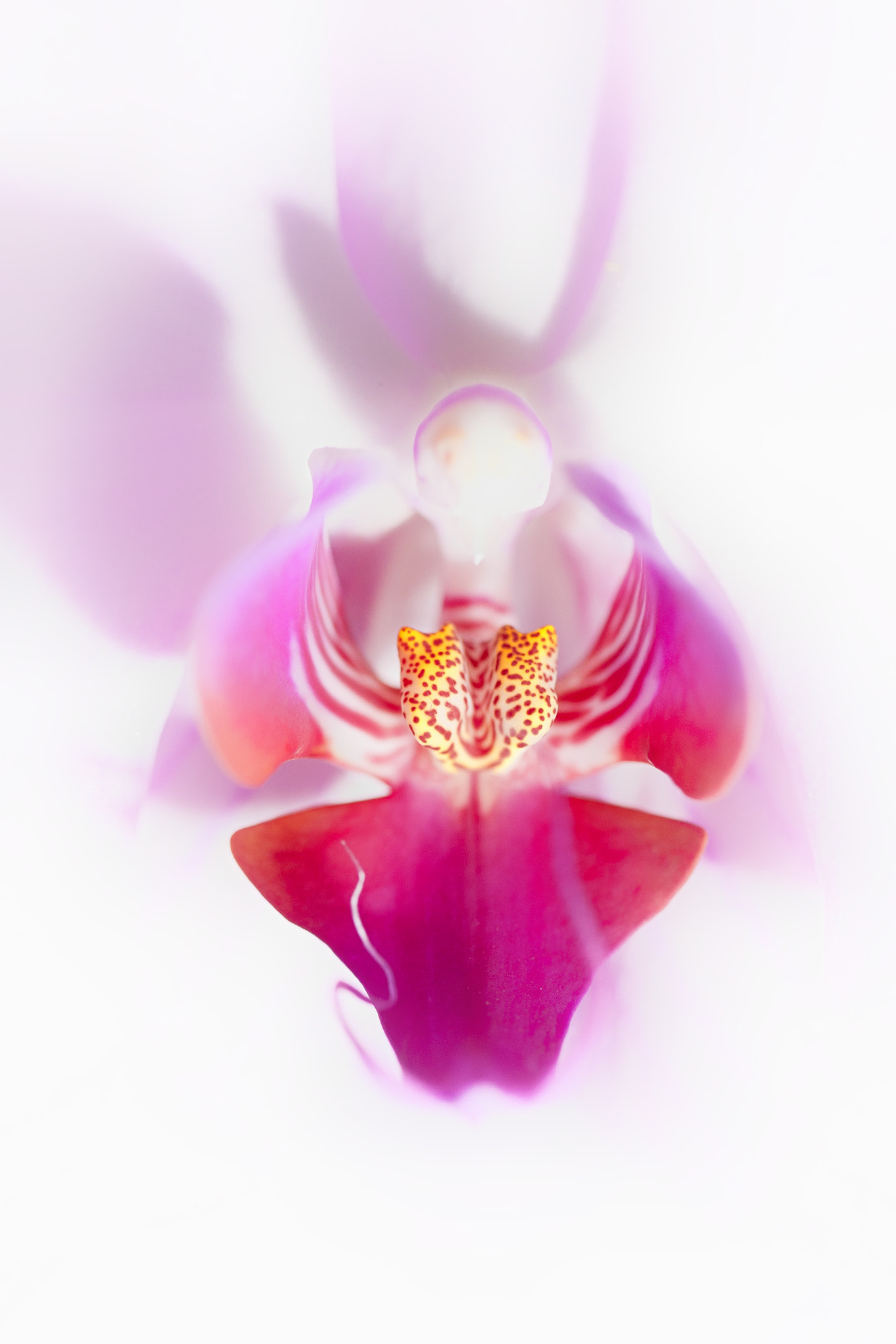 Canon EOS-1D Mark III sample photo. Orchid photography