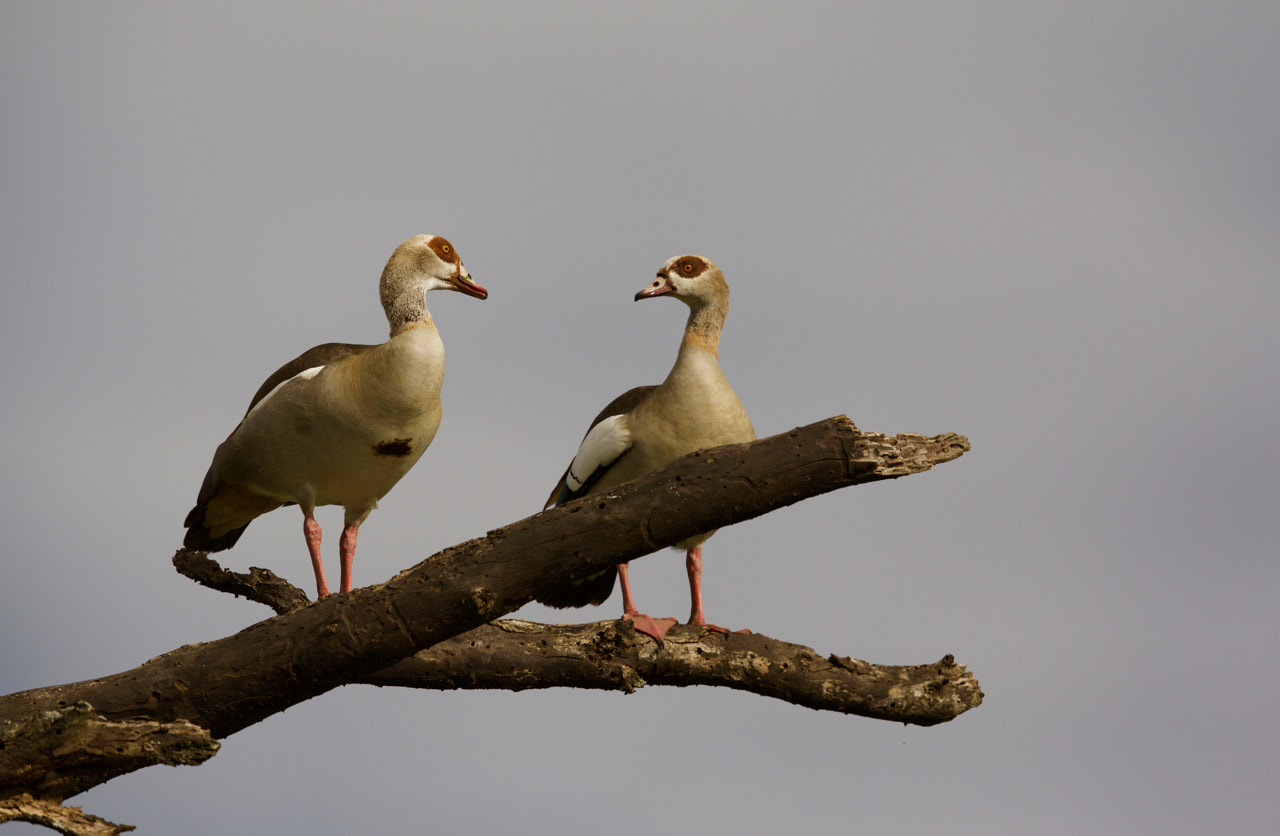 Canon EF 500mm F4L IS II USM sample photo. Egyptian duck photography