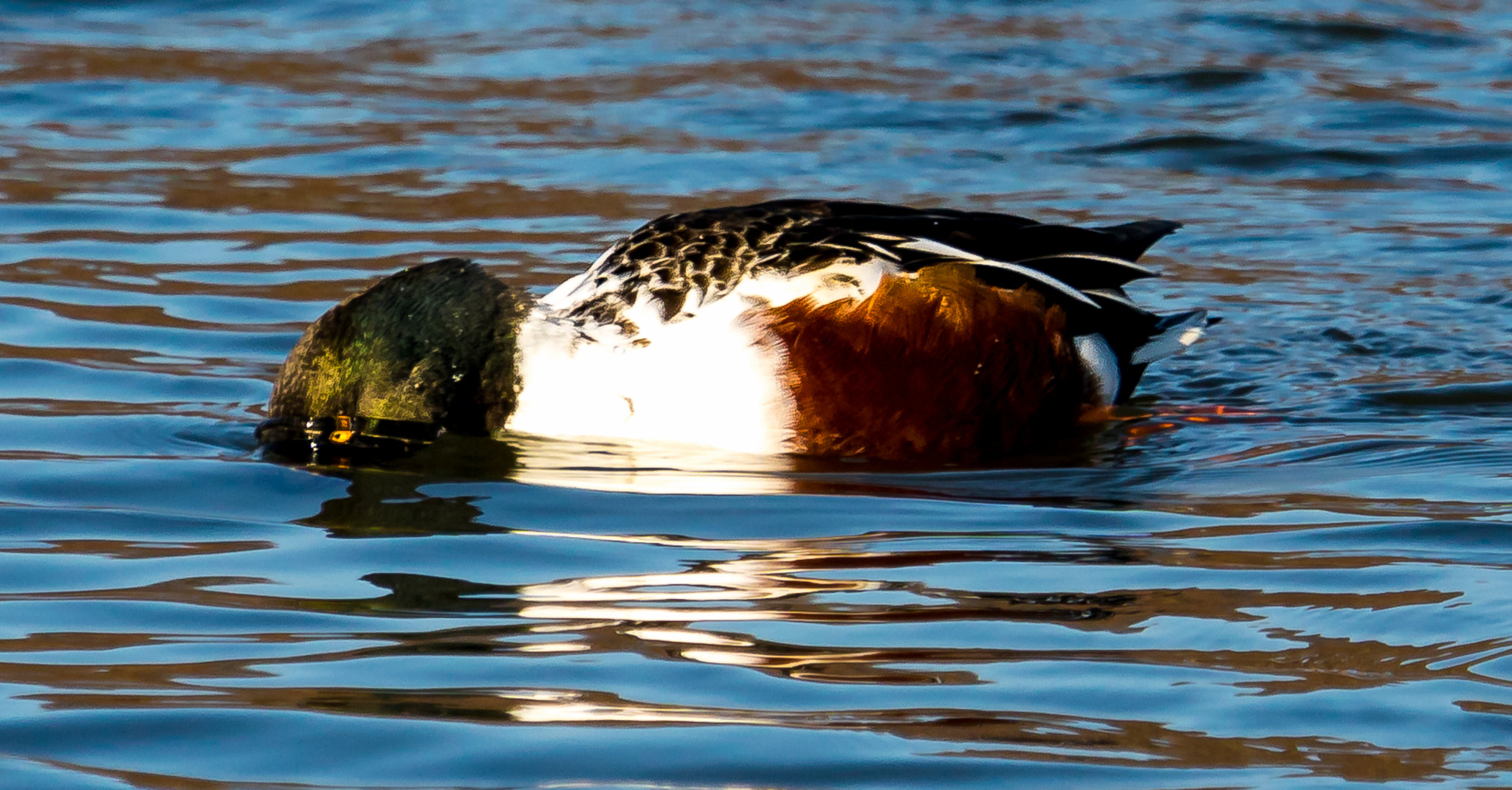 Canon EF 100-400mm F4.5-5.6L IS USM sample photo. Eyes under water photography