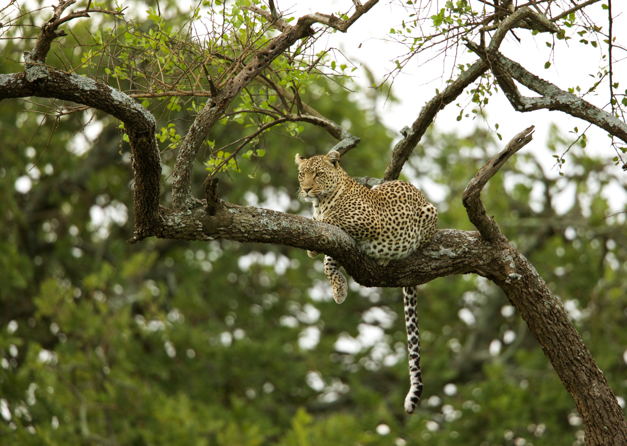 Canon EF 500mm F4L IS II USM sample photo. Leopard in tree 2 photography