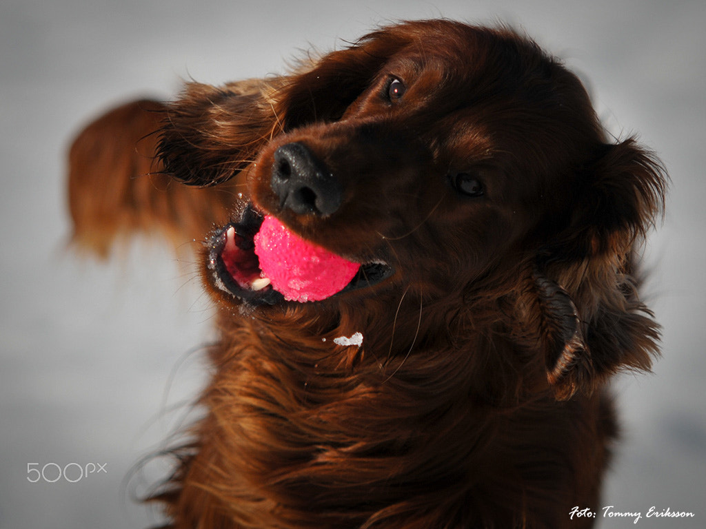 Sigma 70-200mm F2.8 EX DG Macro HSM II sample photo. Red irish setter playing with ball photography