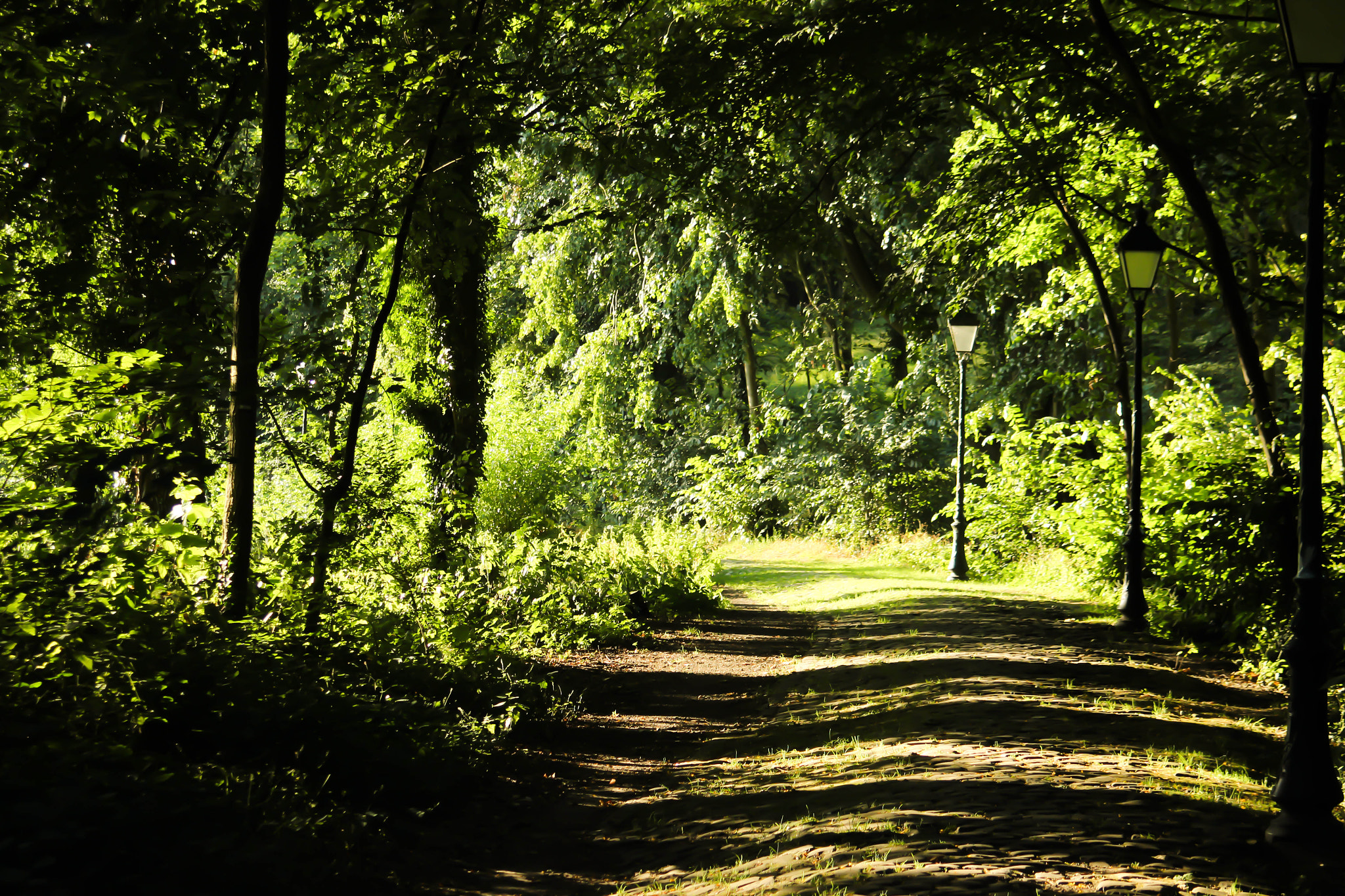 Canon EF 38-76mm f/4.5-5.6 sample photo. Forest photography