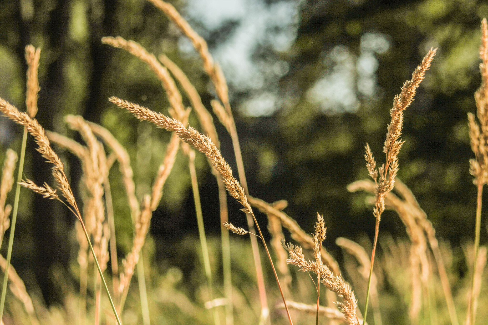 Canon EF 38-76mm f/4.5-5.6 sample photo. Corn photography