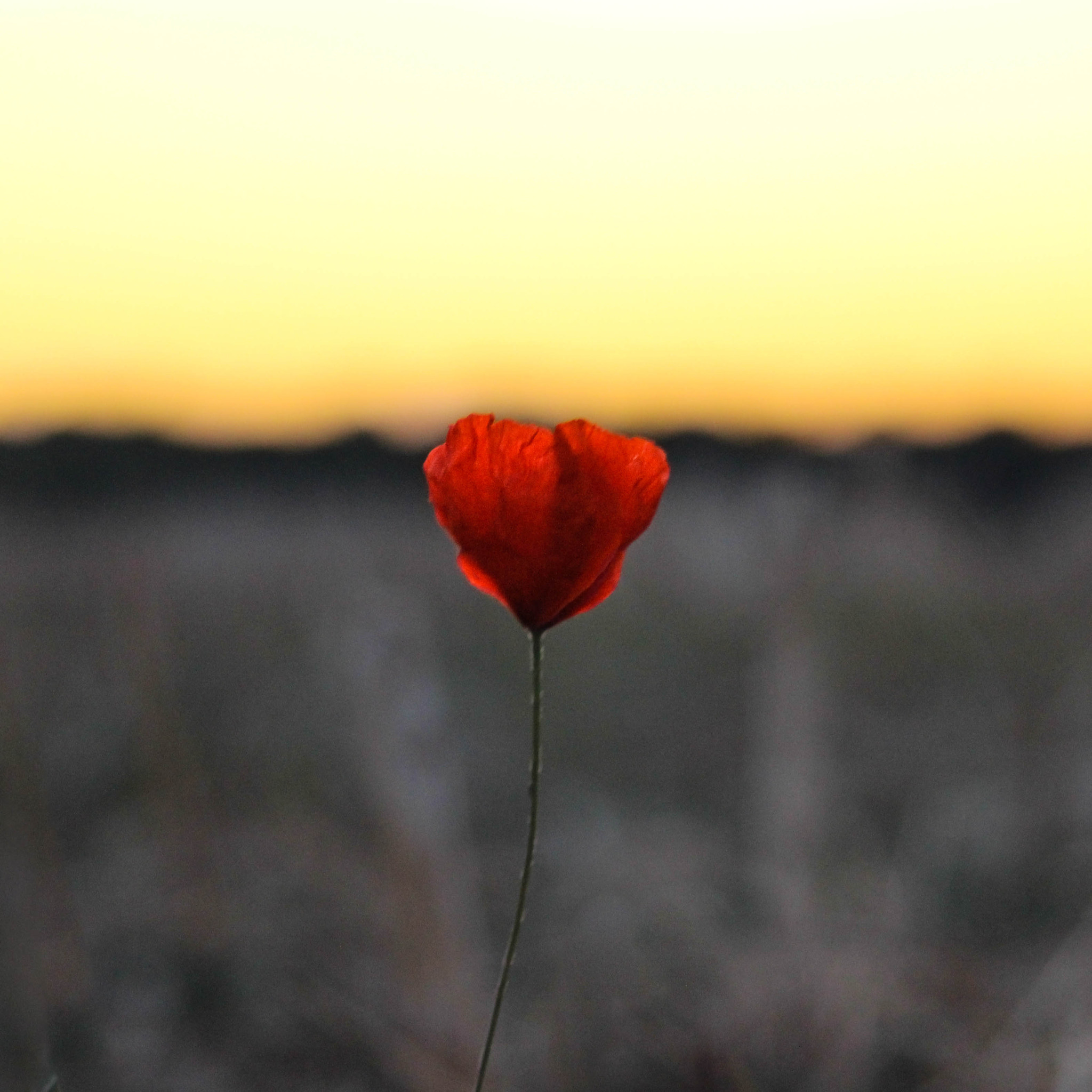 Canon EF 38-76mm f/4.5-5.6 sample photo. Poppy photography