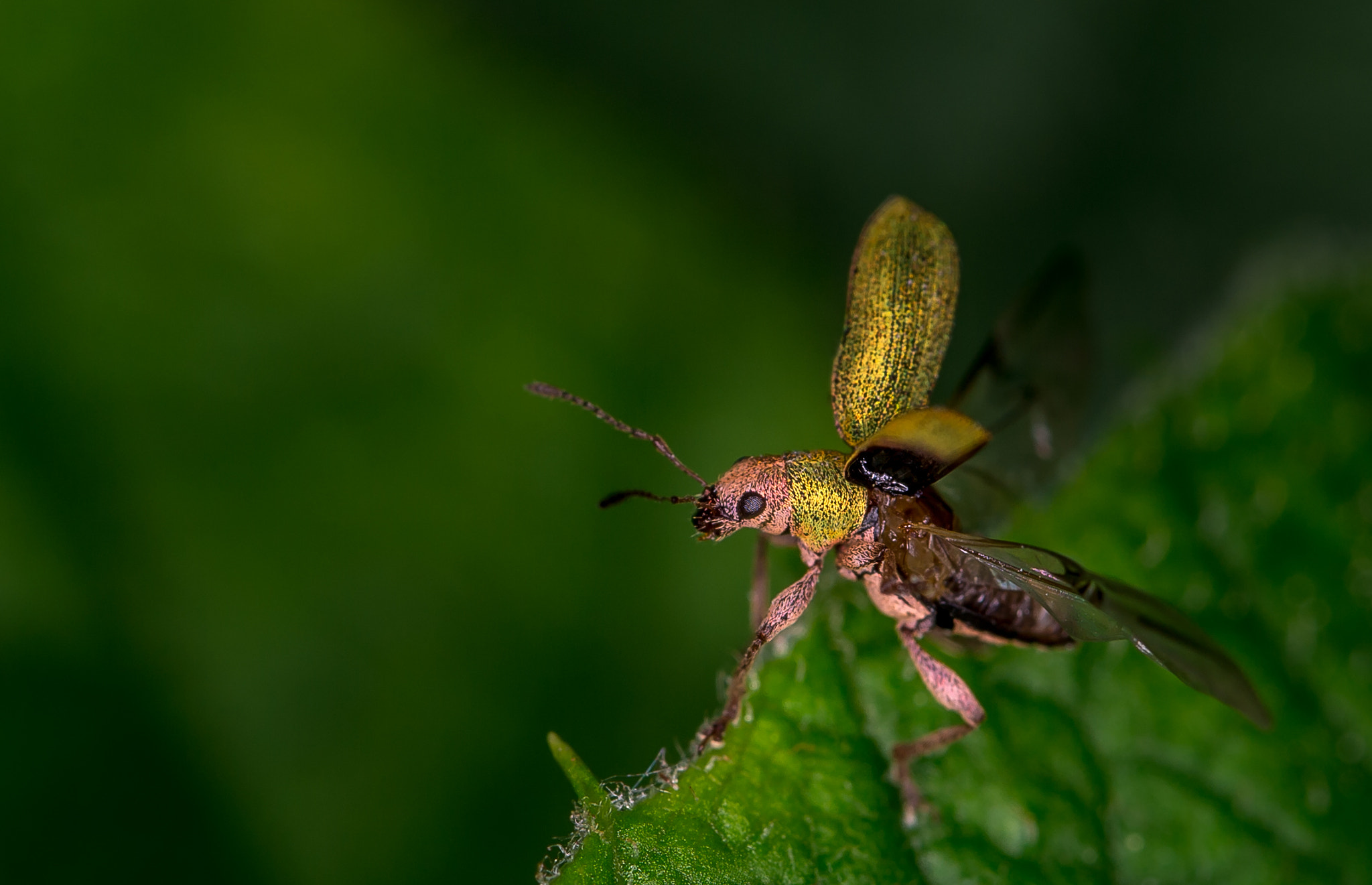 Nikon Df sample photo. Flying weevil photography