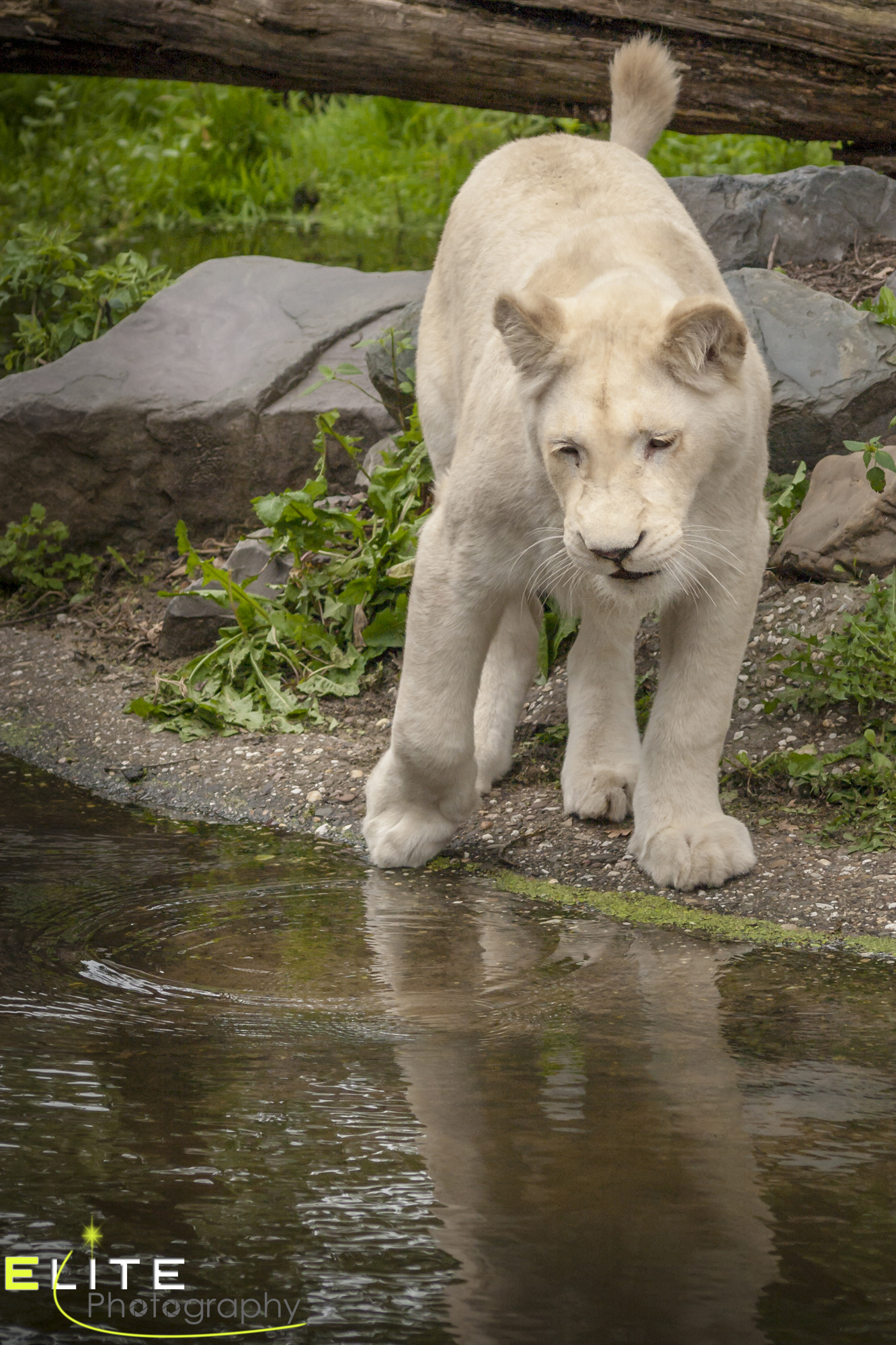 Olympus E-520 (EVOLT E-520) sample photo. Little white lion photography