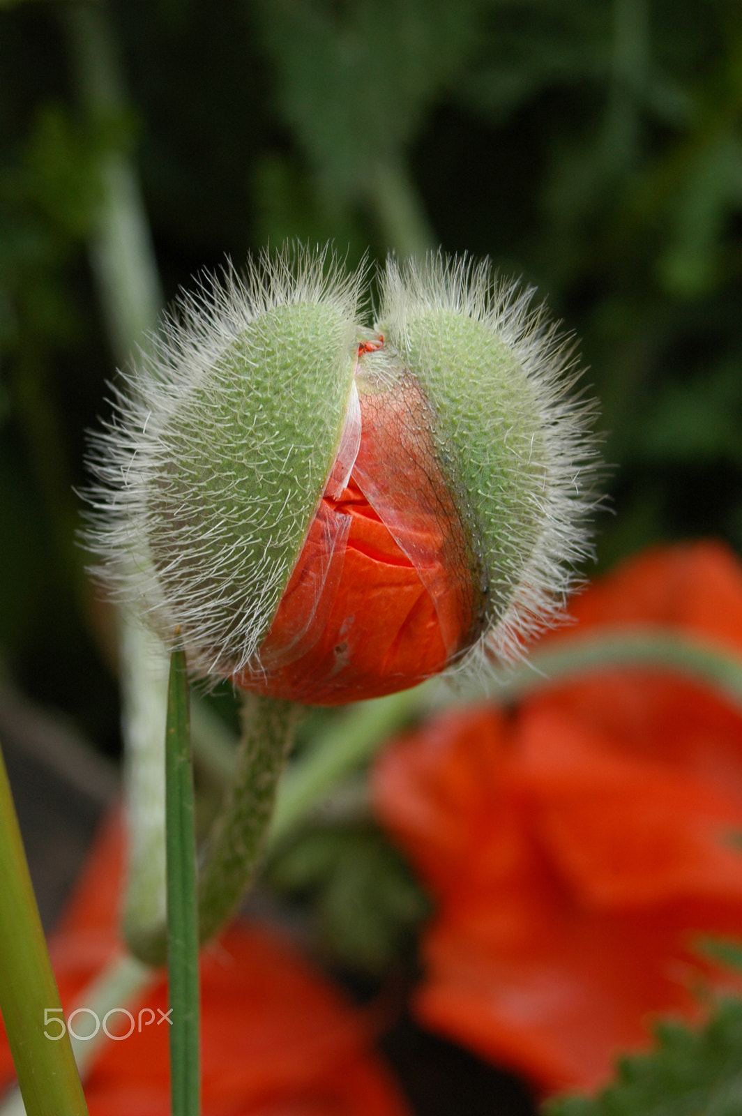 AF Zoom-Nikkor 28-80mm f/3.5-5.6D sample photo. Papoila photography