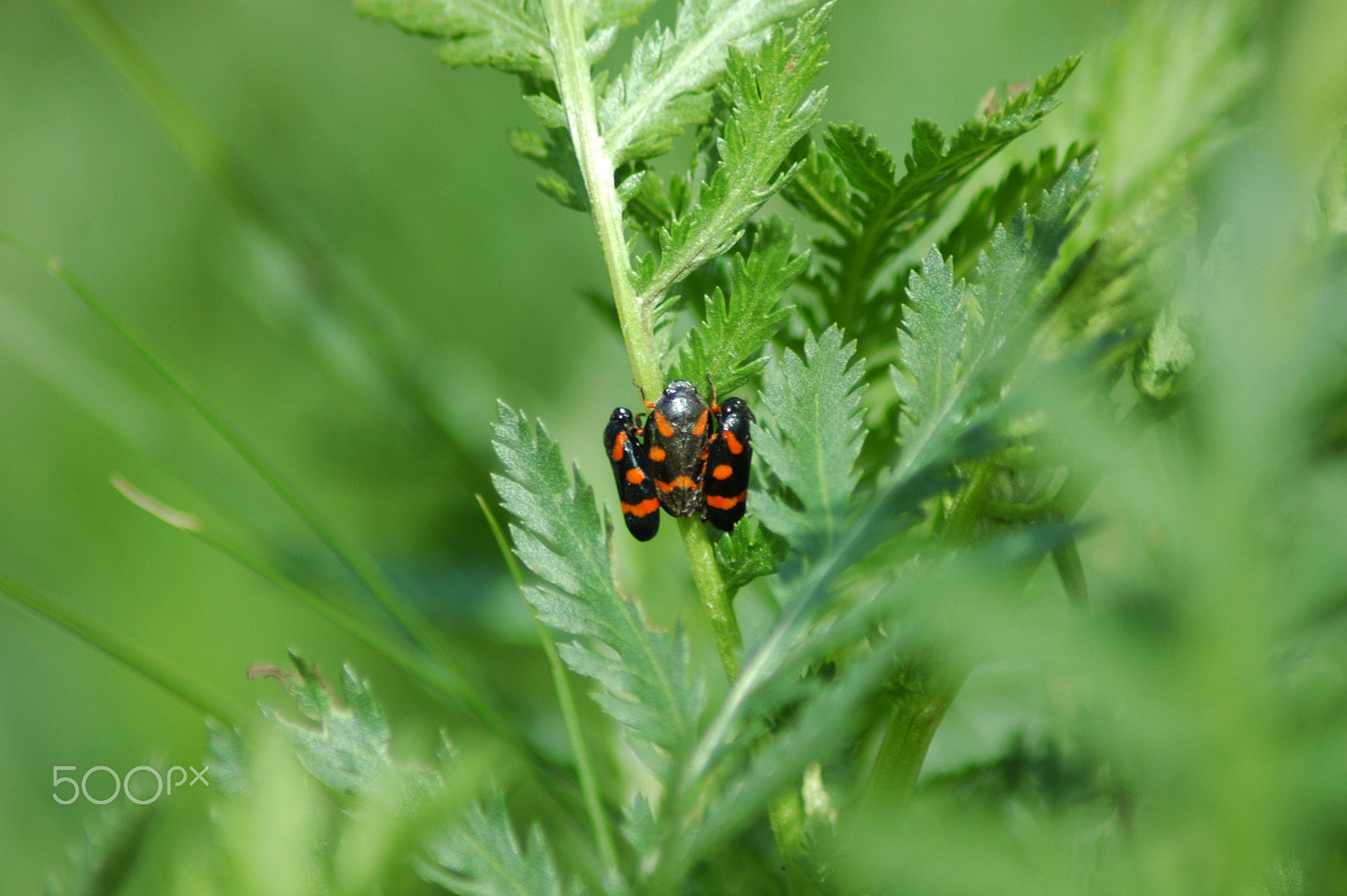 Nikon AF Nikkor 70-300mm F4-5.6G sample photo. Bugs photography