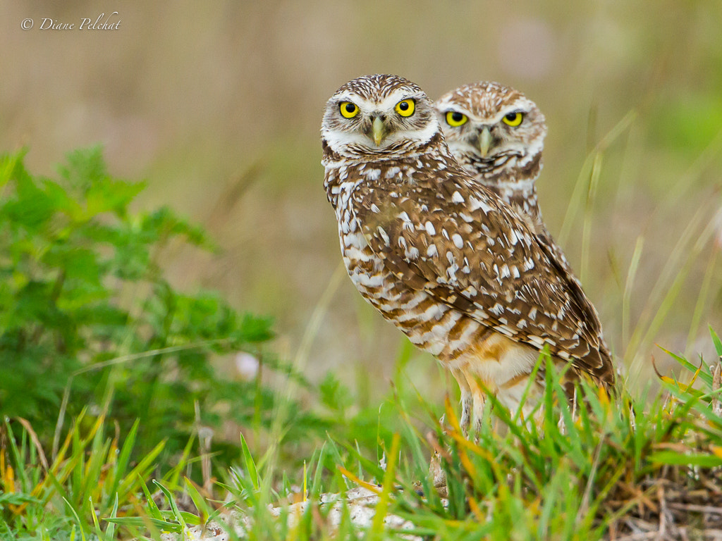 Canon EOS 60D + Canon EF 300mm F2.8L IS II USM sample photo. Burrowing owl photography