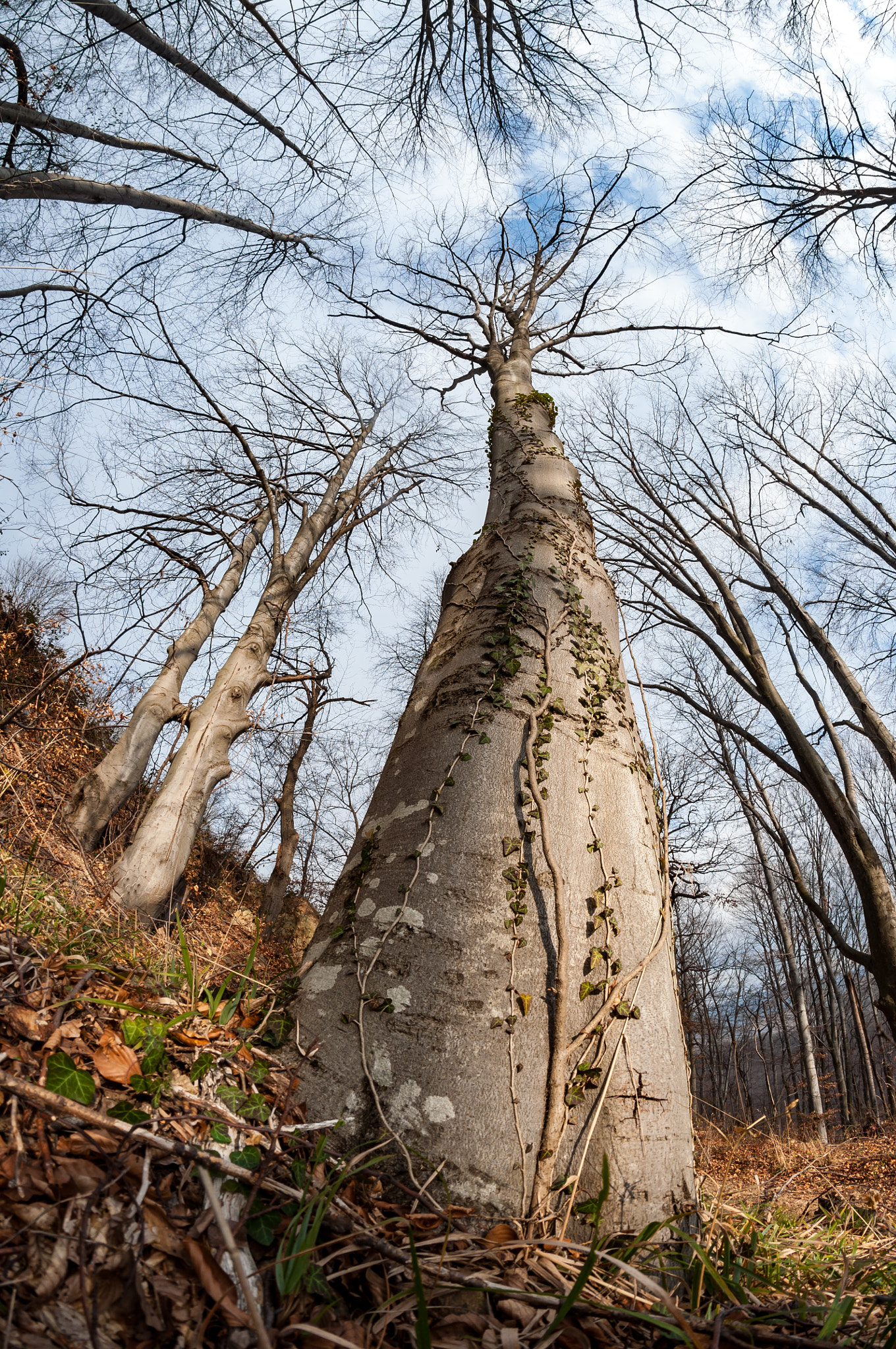 Nikon D90 + Samyang 8mm F3.5 Aspherical IF MC Fisheye sample photo. Overgrown photography