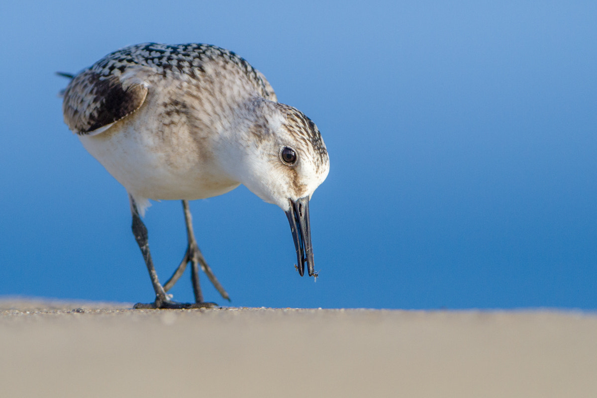 Canon EF 200-400mm F4L IS USM Extender 1.4x sample photo. Sanderling photography