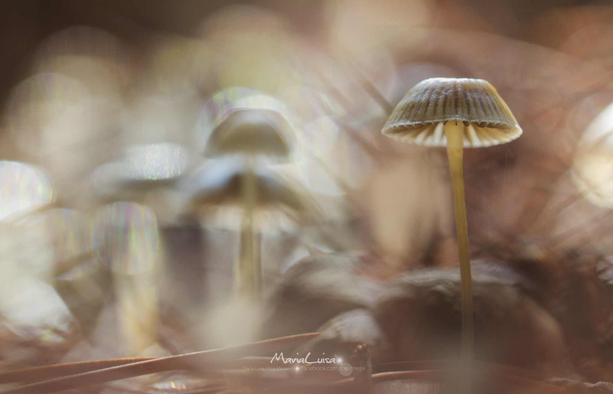 Canon EOS 600D (Rebel EOS T3i / EOS Kiss X5) + Canon EF 100mm F2.8 Macro USM sample photo. And suddenly ... photography