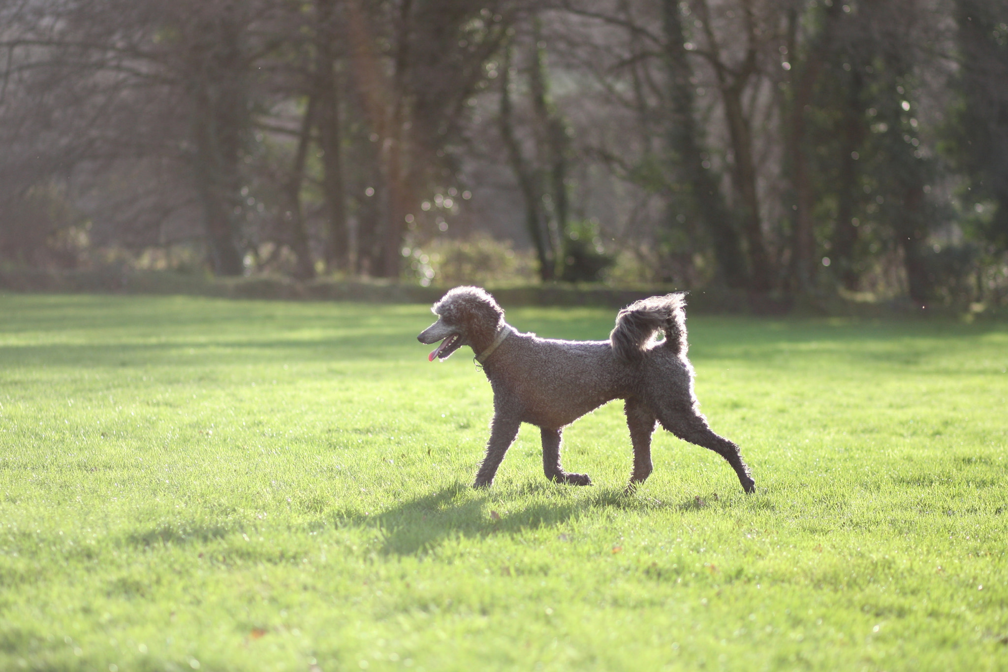 Canon EOS-1D Mark III sample photo. Backlight photography