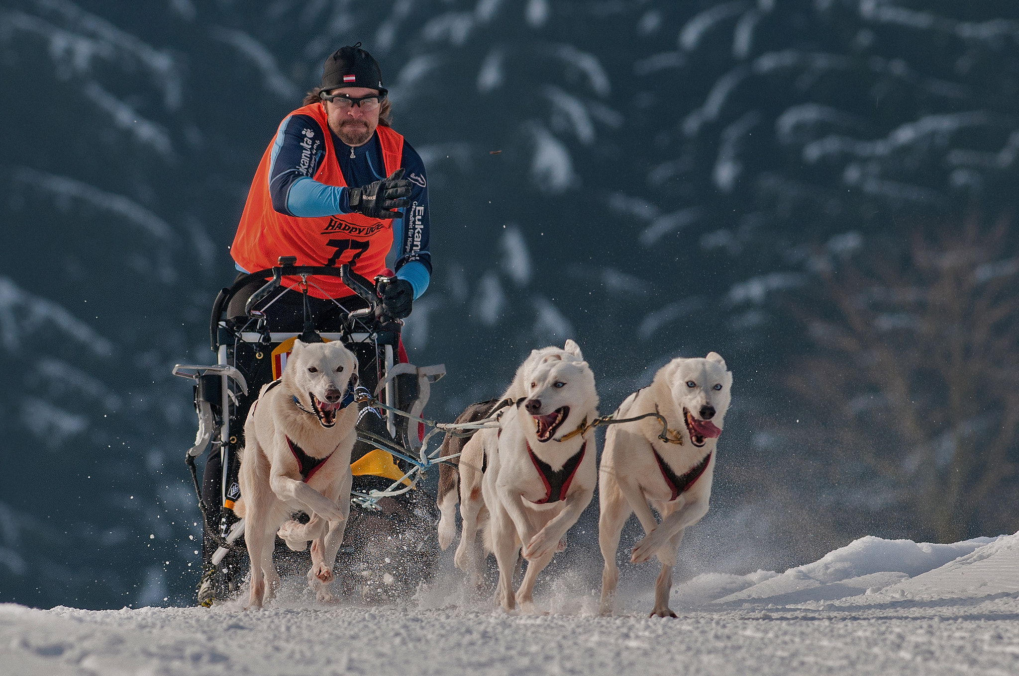 Nikon AF-S Nikkor 300mm F2.8G ED-IF VR sample photo. Snowdogs photography