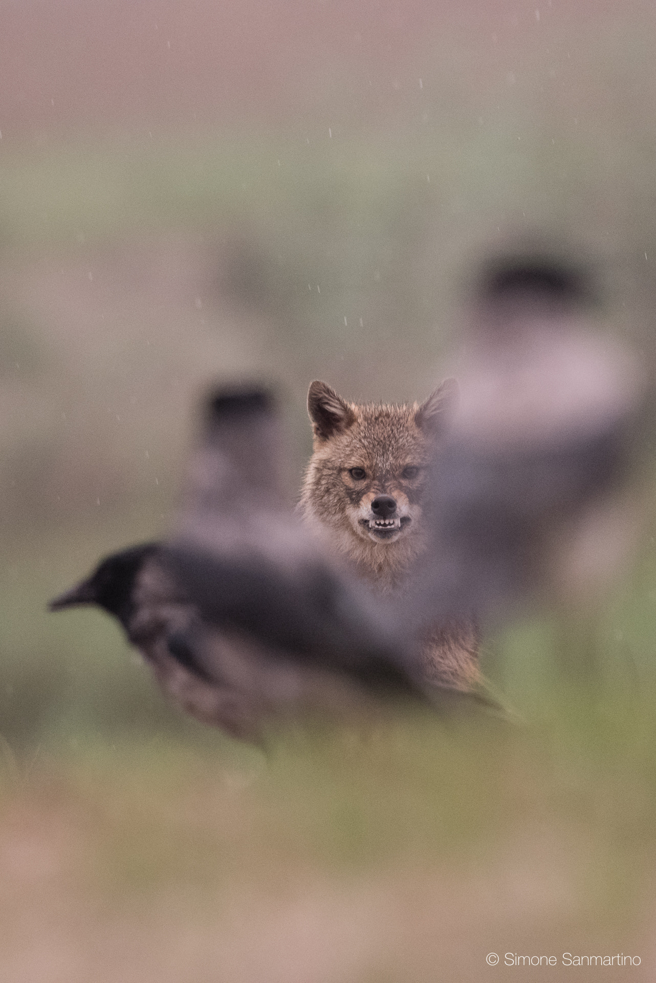 Nikon D750 + Sigma 500mm F4.5 EX DG HSM sample photo. Golden jackal vs carrion crow photography