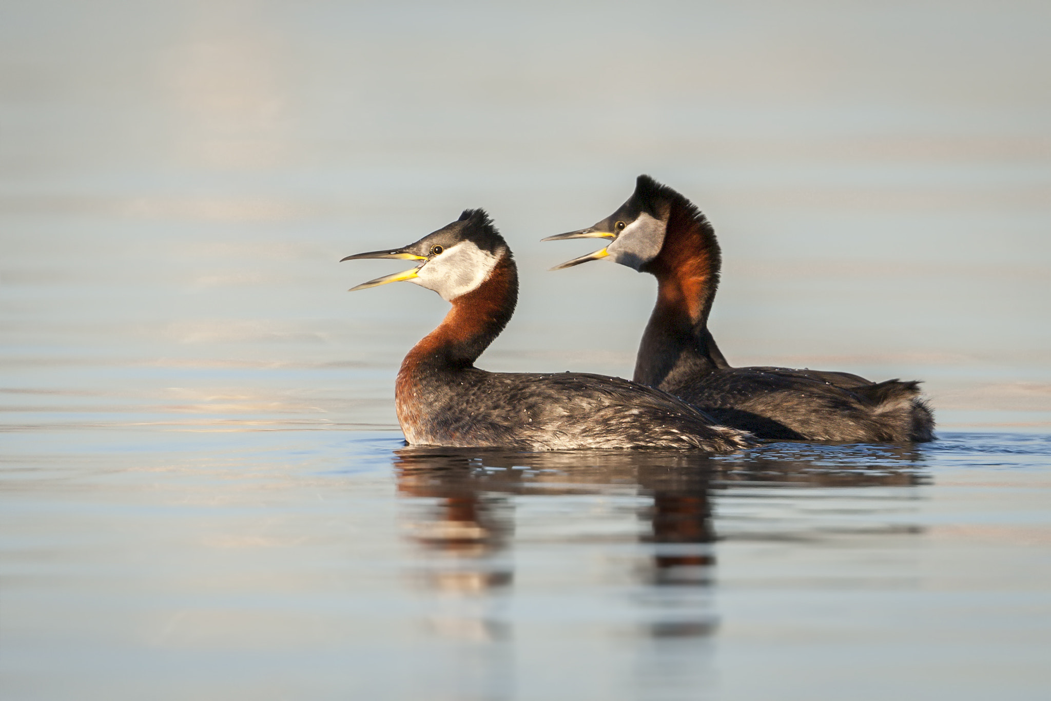 Canon EOS-1D Mark III + Canon EF 500mm F4L IS USM sample photo. Red necked grebe photography