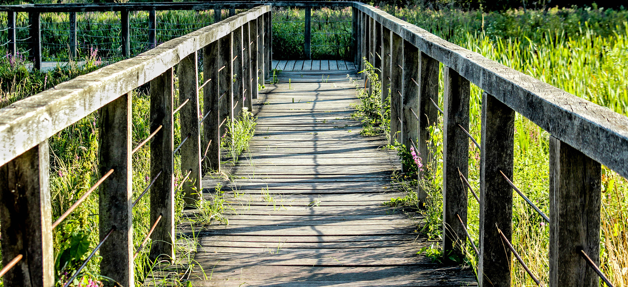 Canon EF 38-76mm f/4.5-5.6 sample photo. Bidge photography