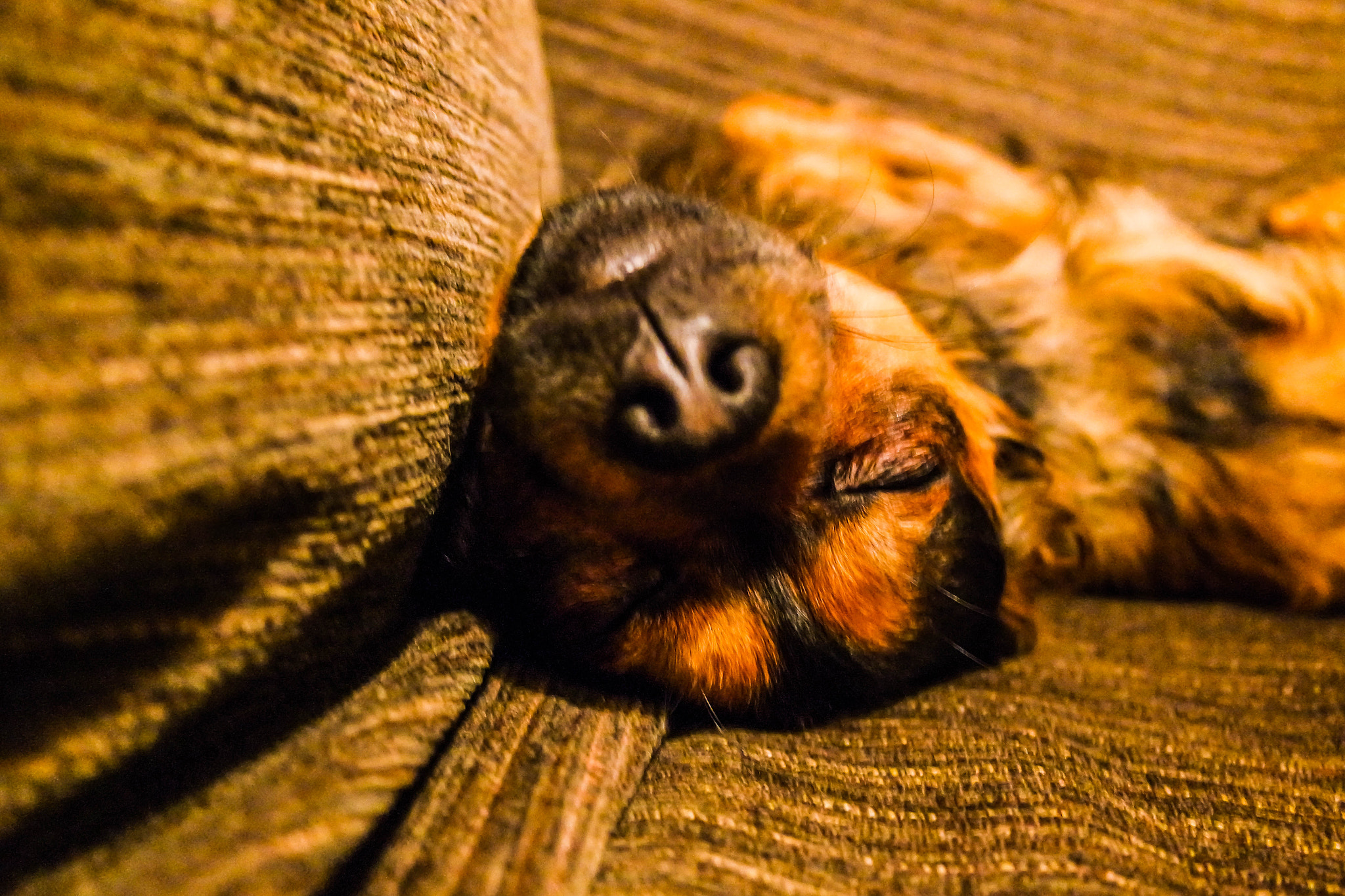 Samsung NX3000 + NX 20-50mm F3.5-5.6 sample photo. Sleeping mutt photography