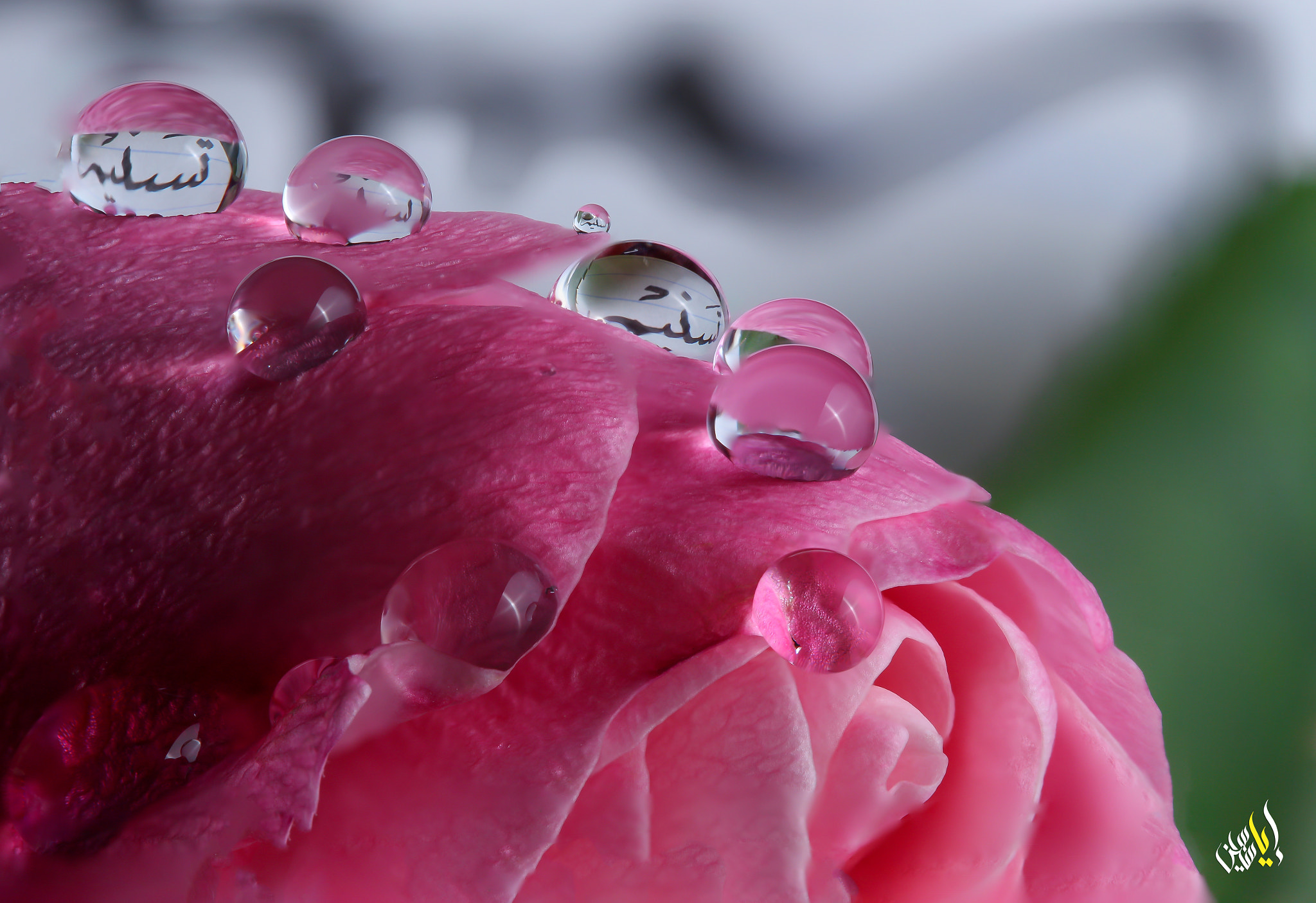 Canon EOS 700D (EOS Rebel T5i / EOS Kiss X7i) + Canon EF 100mm F2.8 Macro USM sample photo. Tasneem's rose photography