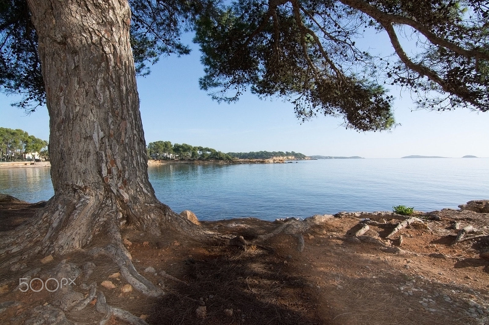 Nikon D7100 + Zeiss Milvus 35mm f/2 sample photo. Ibiza natural landscape pine tree photography