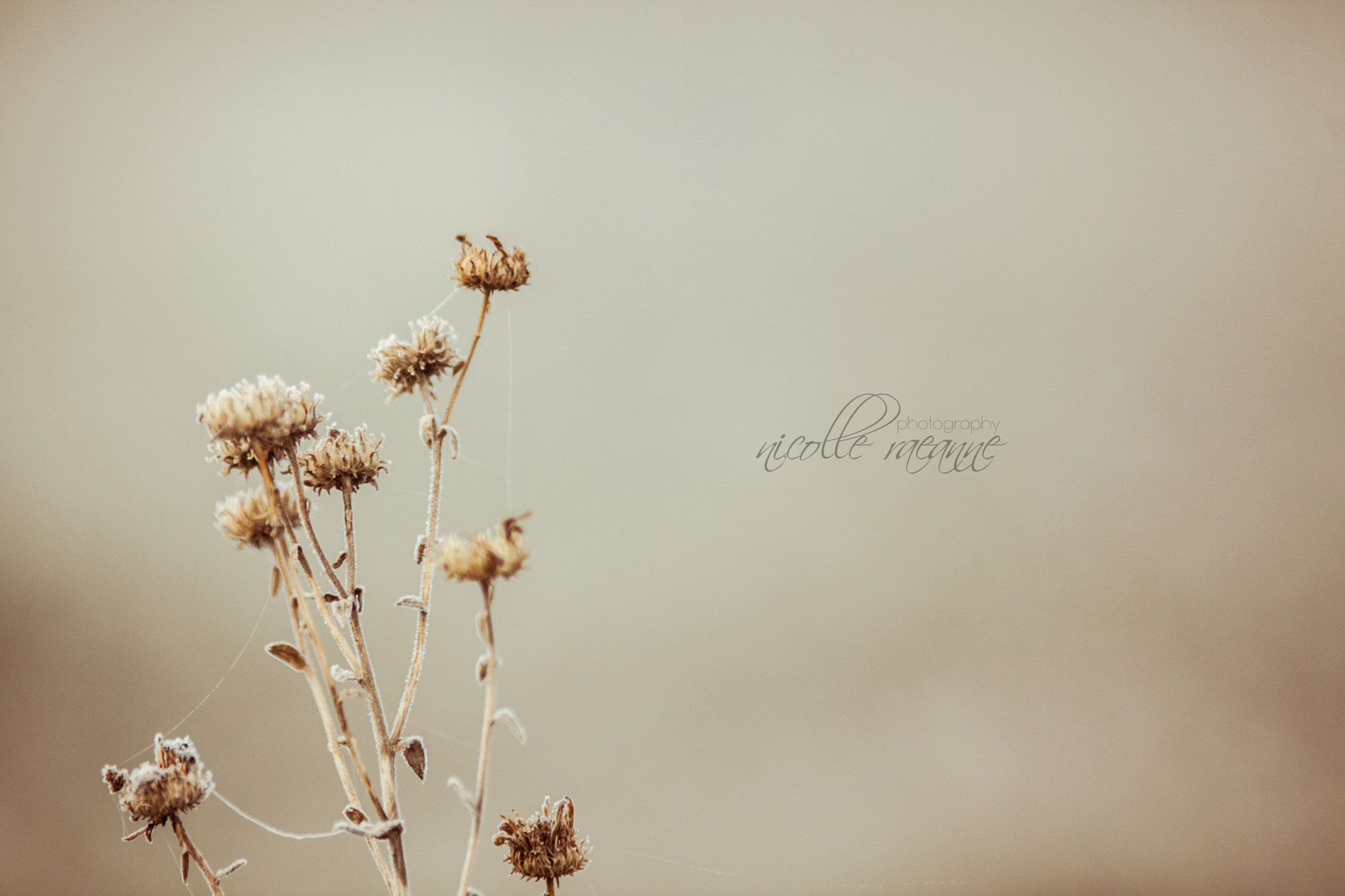 Canon EF 200mm f/2.8L sample photo. Solitude photography