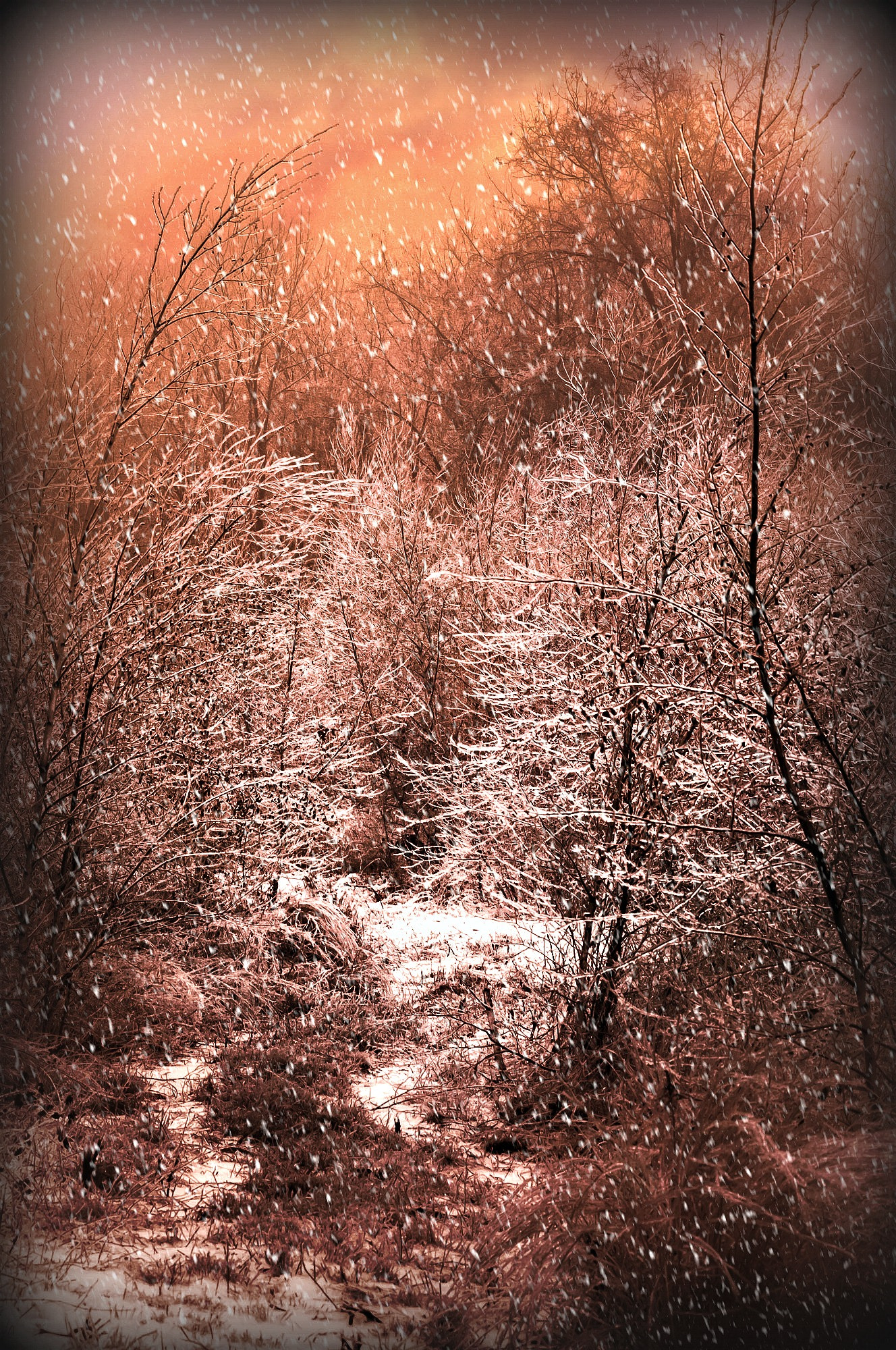 Sigma 70-300mm F4-5.6 APO DG Macro sample photo. Sleet in the birches painted photography