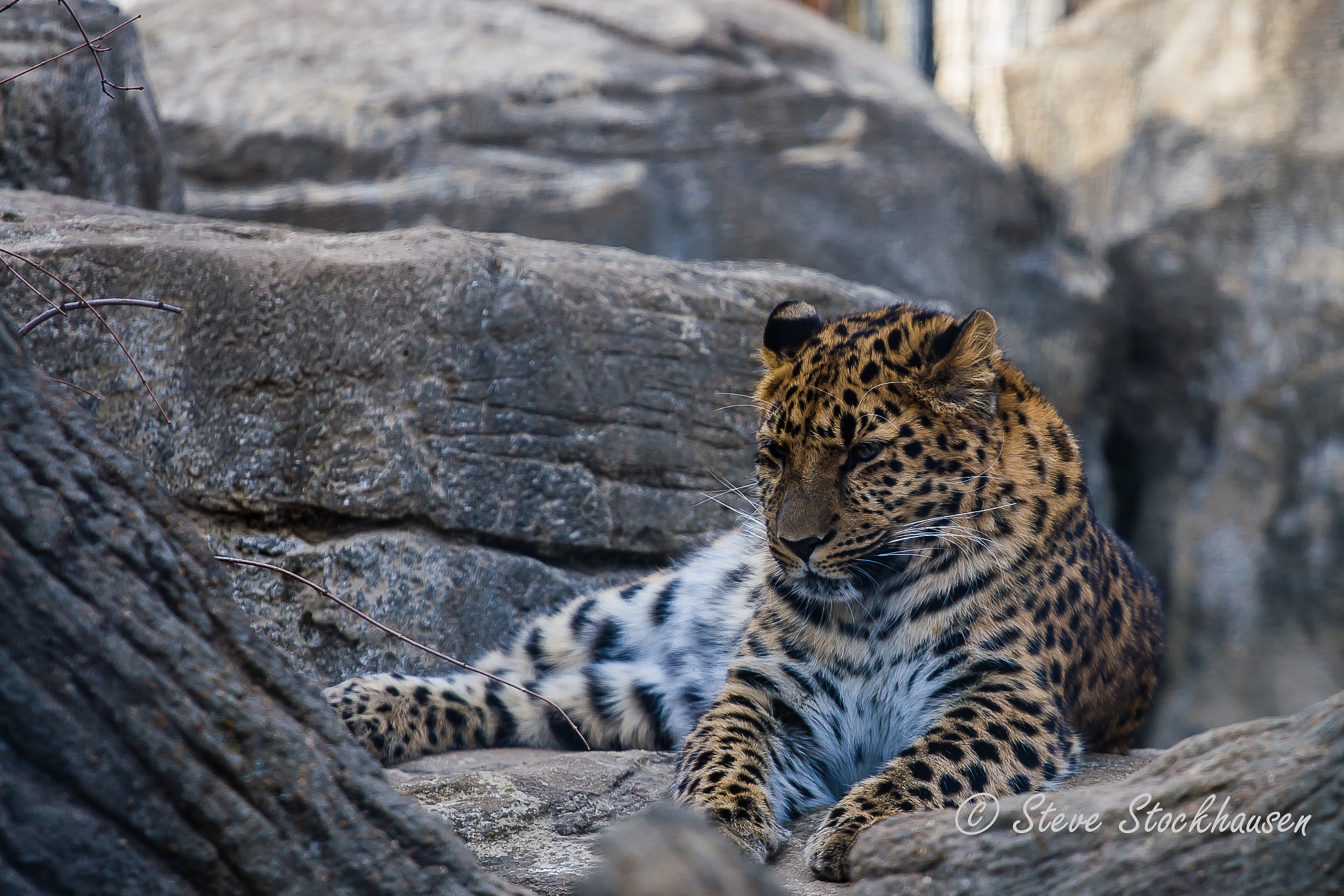 Canon EOS 30D + Canon EF 70-200mm F4L USM sample photo. Leopard photography