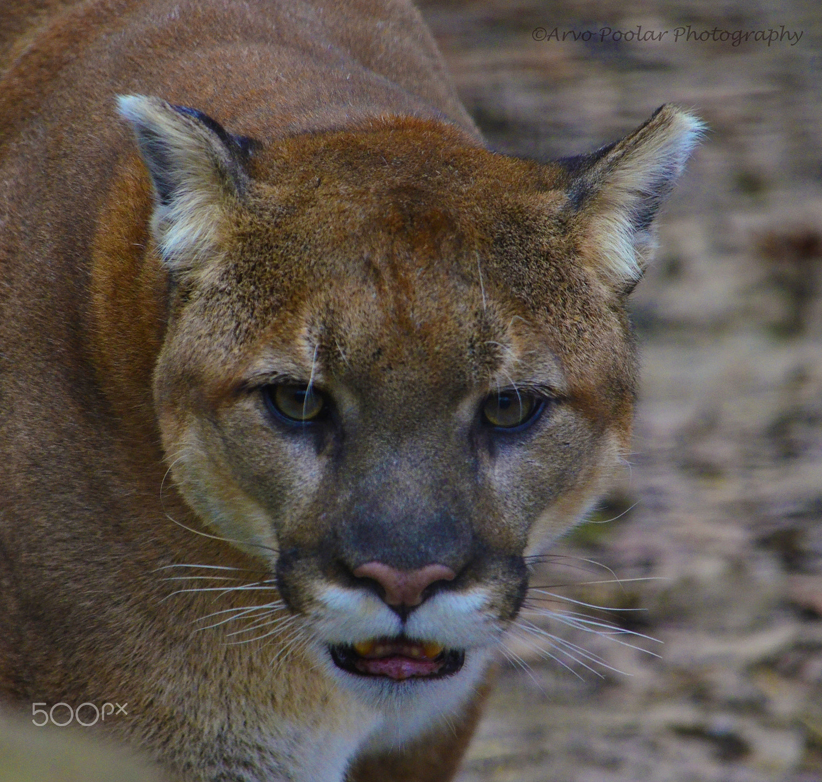 AF Zoom-Nikkor 24-50mm f/3.3-4.5 sample photo. Cougar photography