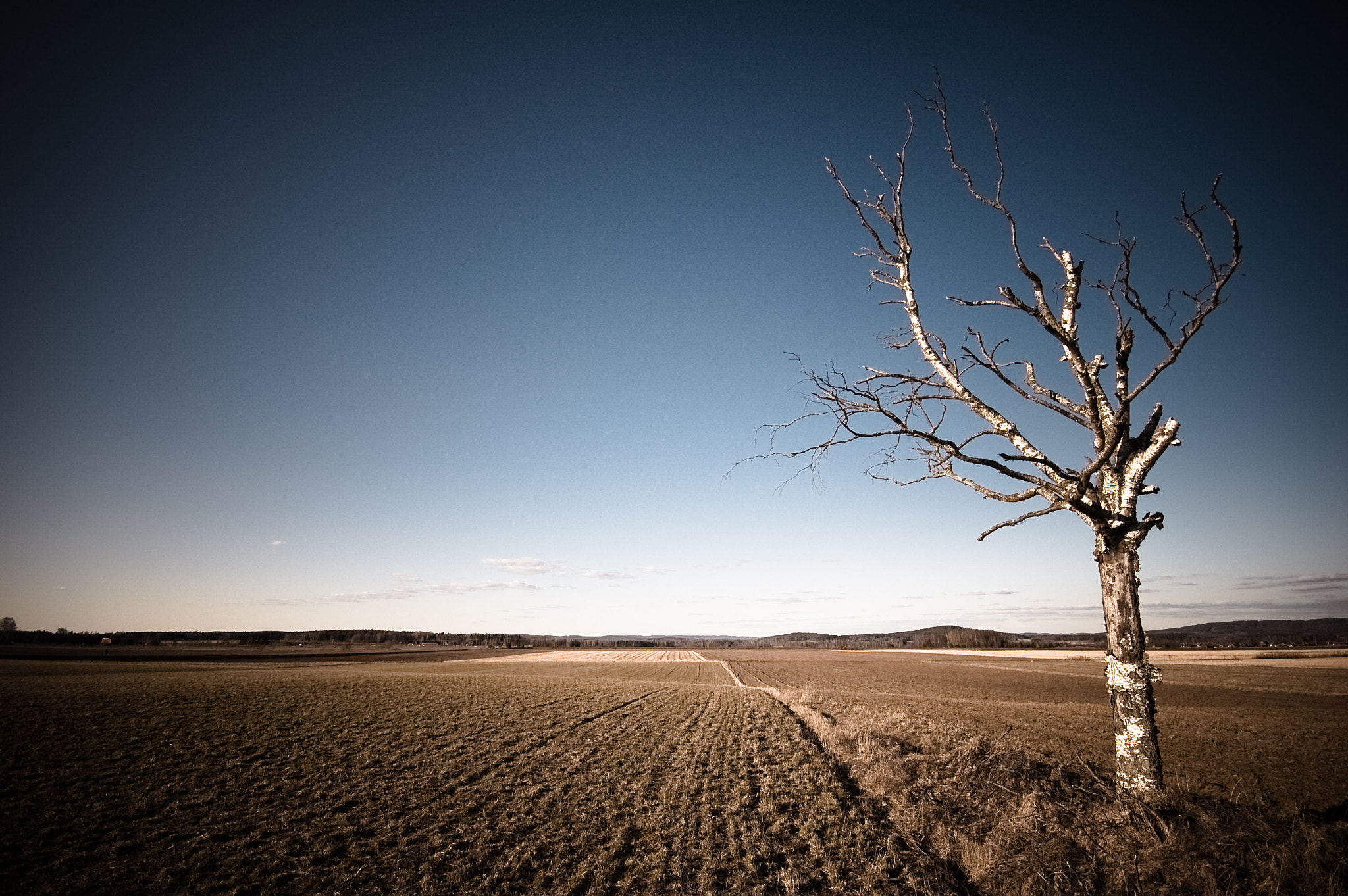 Sigma 10-20mm F4-5.6 EX DC HSM sample photo. Dead tree photography