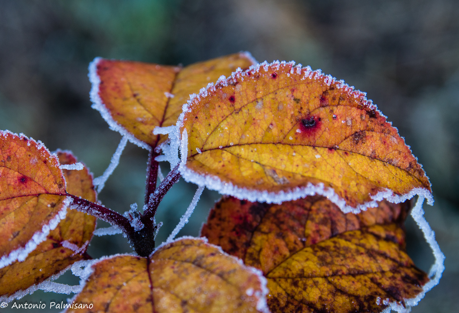 Sigma 17-70mm F2.8-4 DC Macro OS HSM | C sample photo. Frost photography